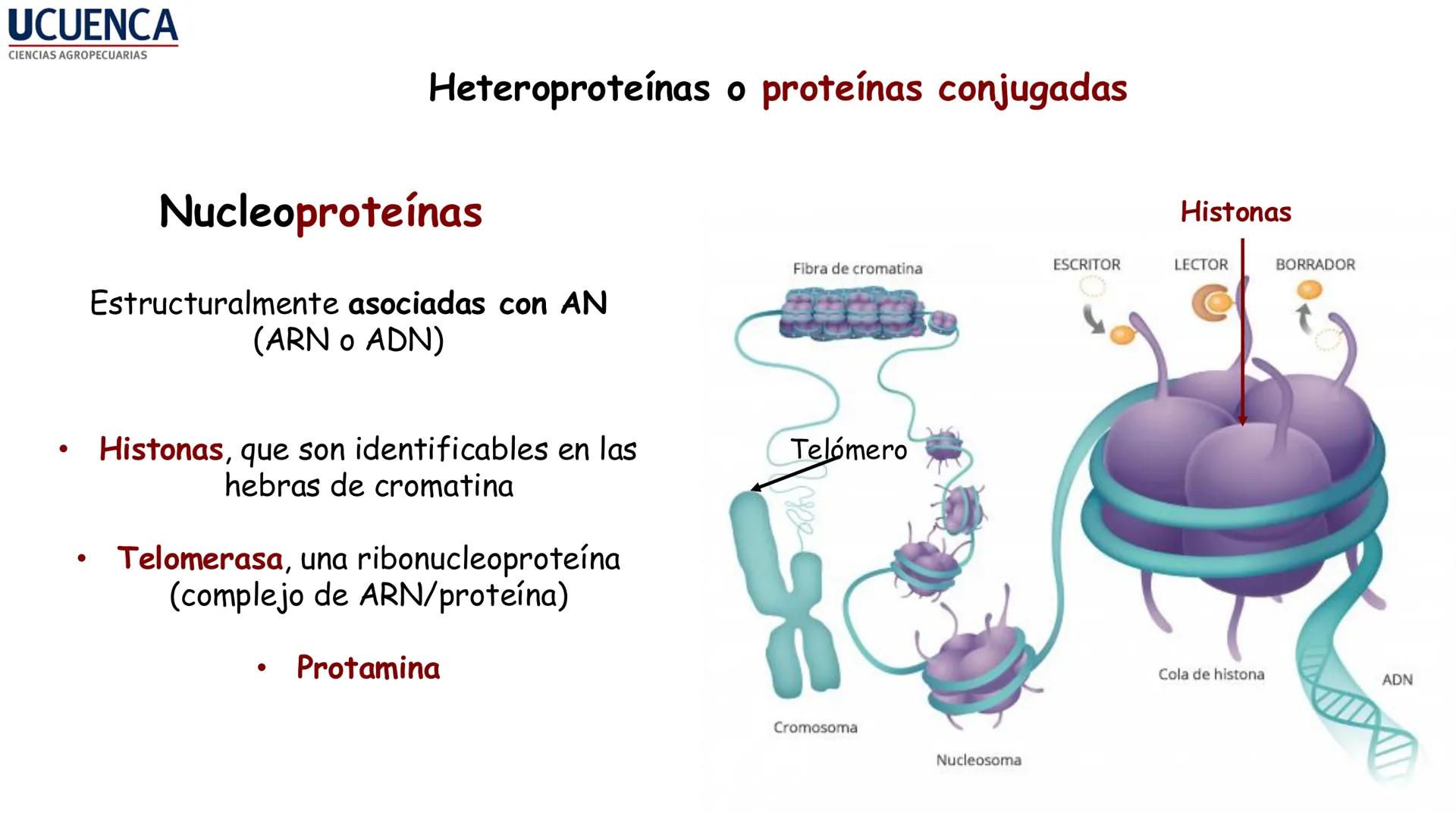 UCUENCA
CIENCIAS AGROPECUARIAS
FACULTAD DE CIENCIAS AGROPECUARIAS
CARRERA DE MEDICINA VETERINARIA
BIOQUÍMICA I
FONS VITA CRUDITIO POSSID