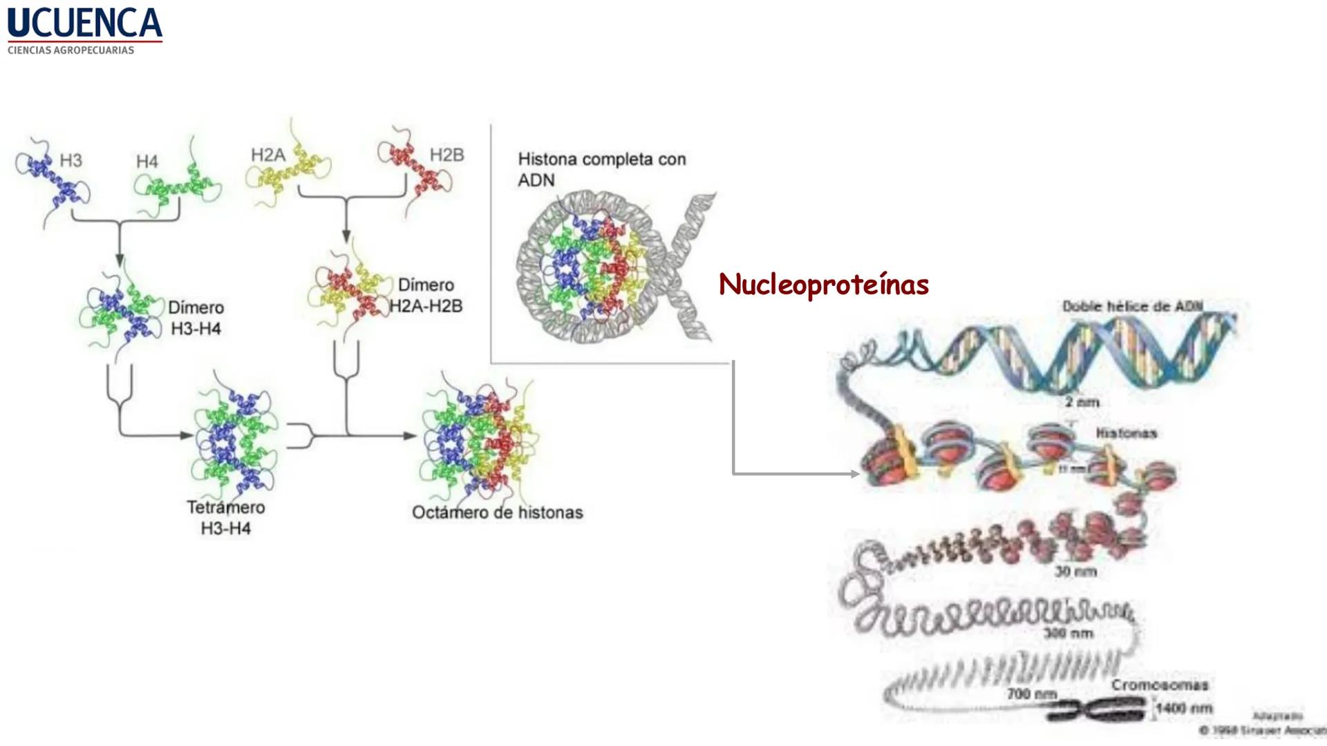 UCUENCA
CIENCIAS AGROPECUARIAS
FACULTAD DE CIENCIAS AGROPECUARIAS
CARRERA DE MEDICINA VETERINARIA
BIOQUÍMICA I
FONS VITA CRUDITIO POSSID