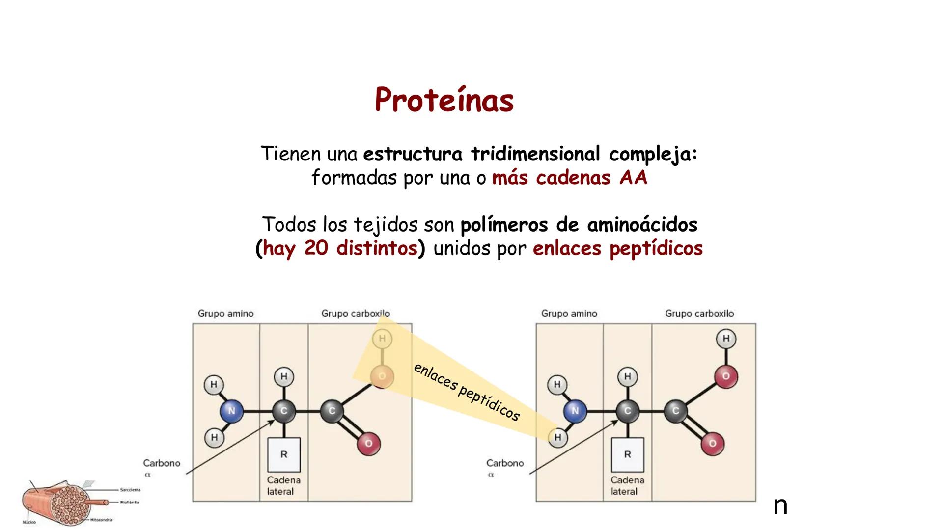 UCUENCA
CIENCIAS AGROPECUARIAS
FACULTAD DE CIENCIAS AGROPECUARIAS
CARRERA DE MEDICINA VETERINARIA
BIOQUÍMICA I
FONS VITA CRUDITIO POSSID