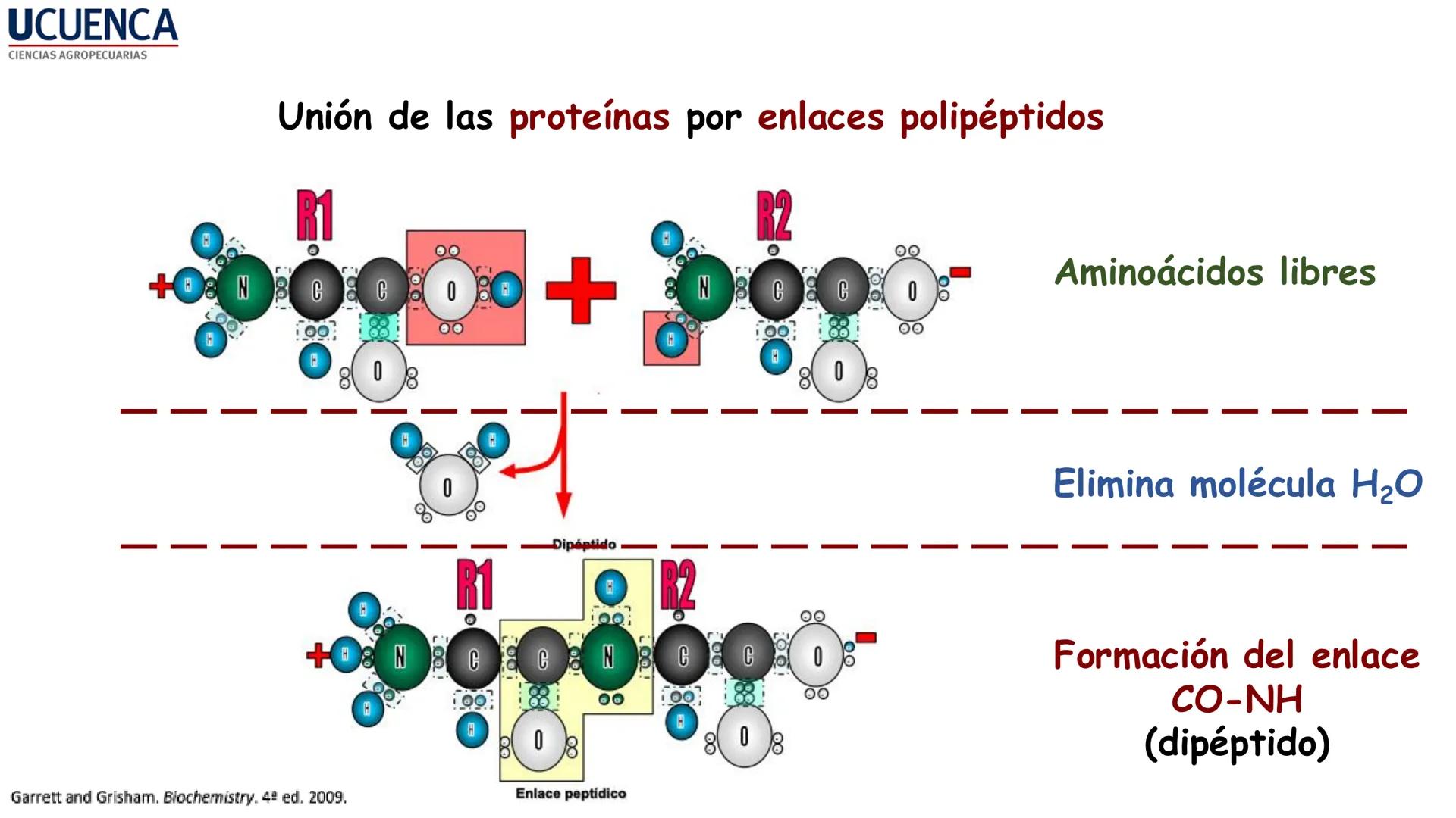 UCUENCA
CIENCIAS AGROPECUARIAS
FACULTAD DE CIENCIAS AGROPECUARIAS
CARRERA DE MEDICINA VETERINARIA
BIOQUÍMICA I
FONS VITA CRUDITIO POSSID