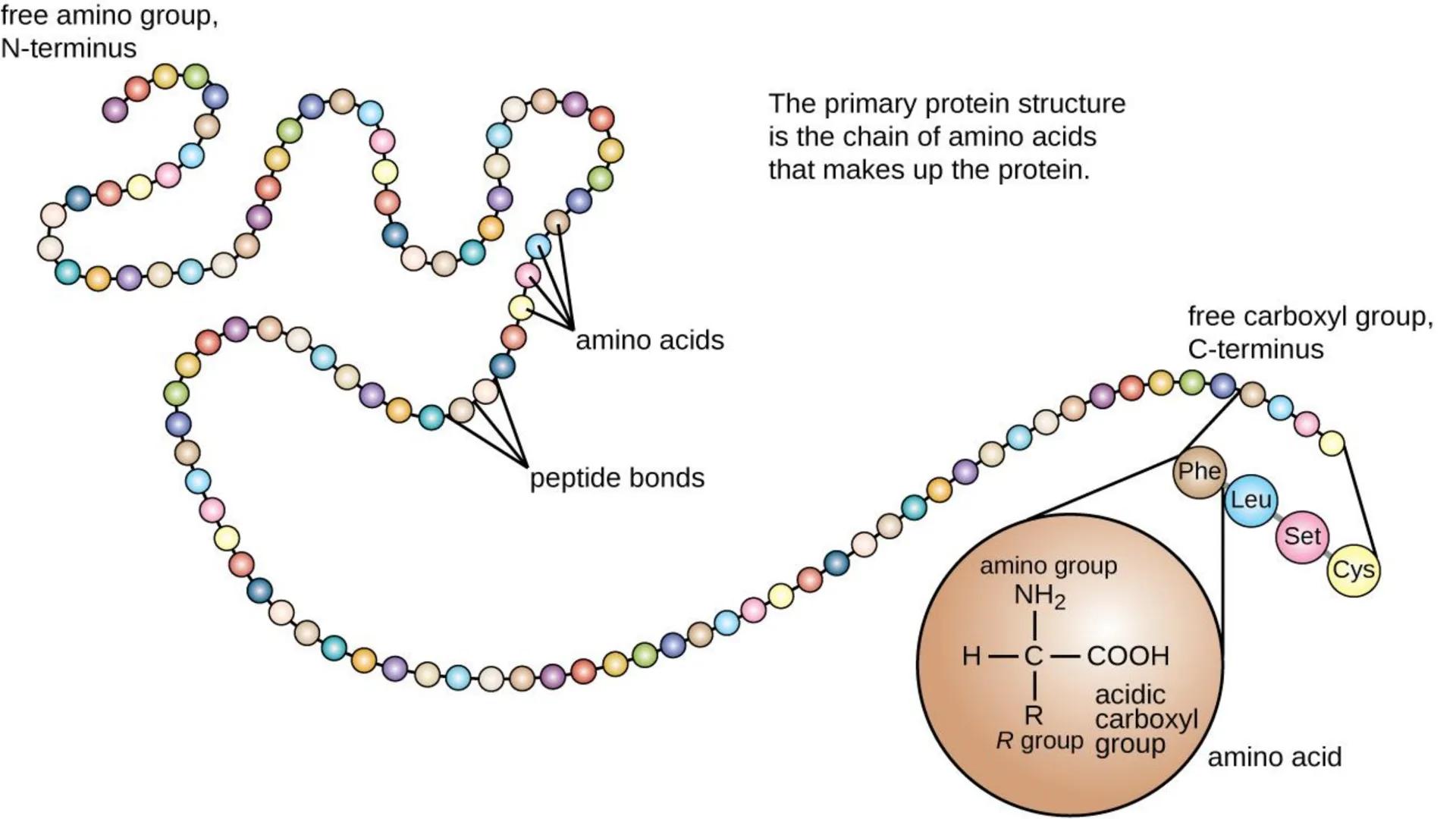 UCUENCA
CIENCIAS AGROPECUARIAS
FACULTAD DE CIENCIAS AGROPECUARIAS
CARRERA DE MEDICINA VETERINARIA
BIOQUÍMICA I
FONS VITA CRUDITIO POSSID