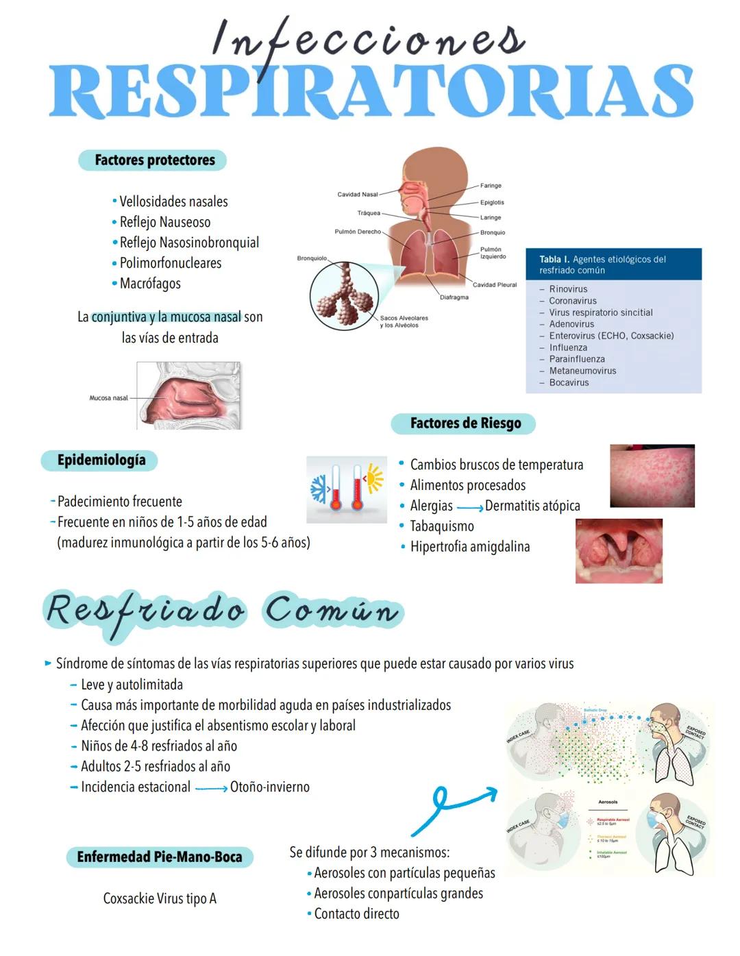 Infecciones
RESPIRATORIAS
Factores protectores
⚫Vellosidades nasales
⚫ Reflejo Nauseoso
⚫Reflejo Nasosinobronquial
Polimorfonucleares
• Macr