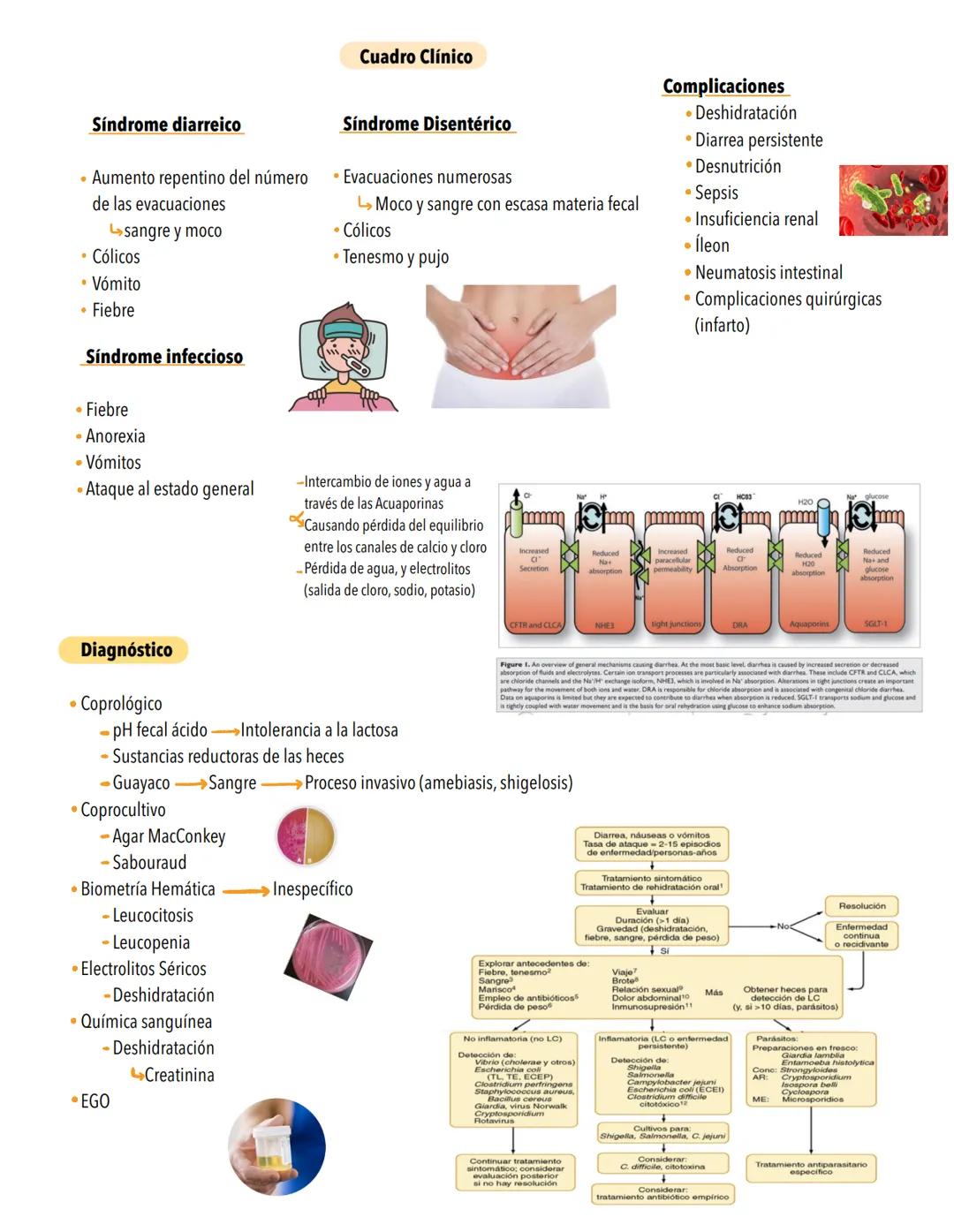 # GASTROENTERITIS-
Suele deberse a una infección no inflamatoria de la porción proximal del intestino delgado o a una infección inflamatori