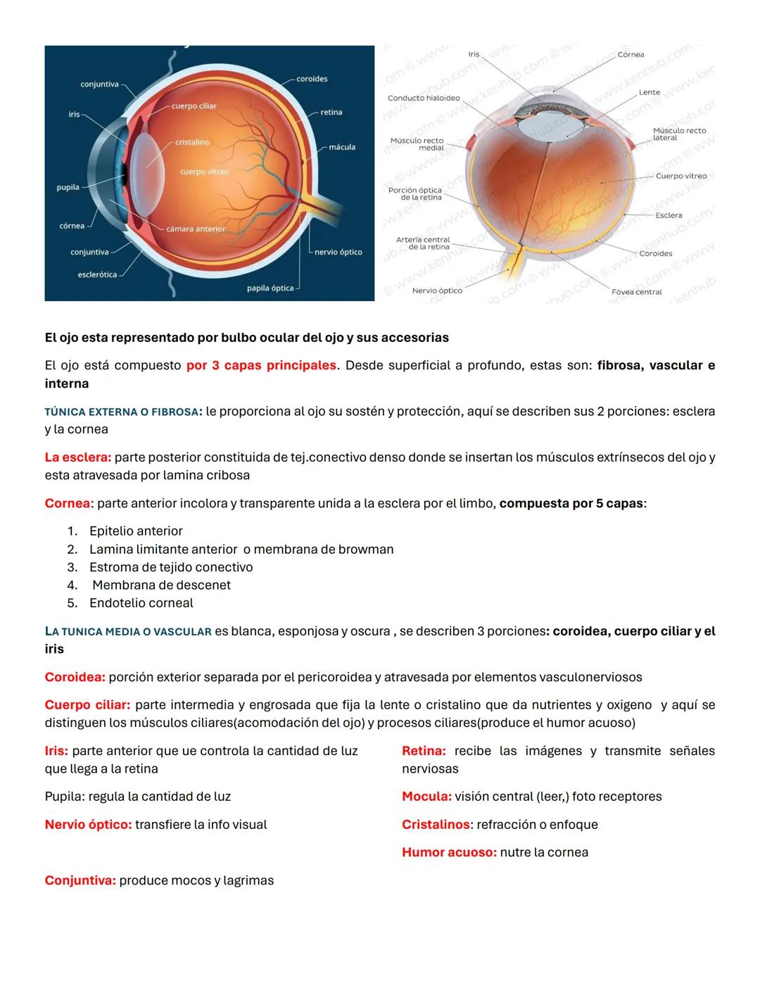 iris-
-coroides
conjuntiva-
-cuerpo ciliar
cristalino
omwww.
tris
.com
ww
www.kenhth.com w
Conducto hialoideo
retina
mácula
cuerpo vitreo
pu