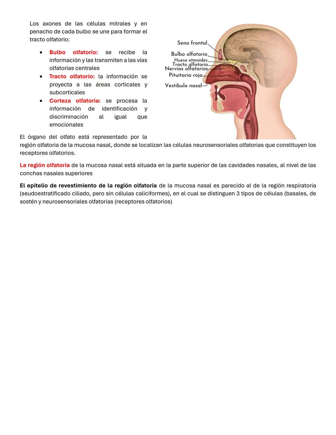 iris-
-coroides
conjuntiva-
-cuerpo ciliar
cristalino
omwww.
tris
.com
ww
www.kenhth.com w
Conducto hialoideo
retina
mácula
cuerpo vitreo
pu