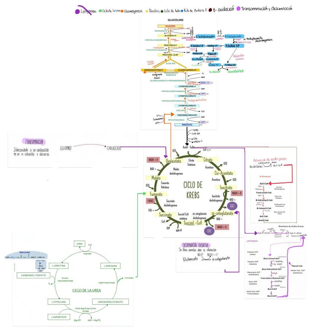 # TRANSAMINACION
Interconvierte a un aminoácido
en un x-celoodido y viceversa
•Lipogenes Celoce lavines Gluconeogenesis Glucolaus Ciclo de