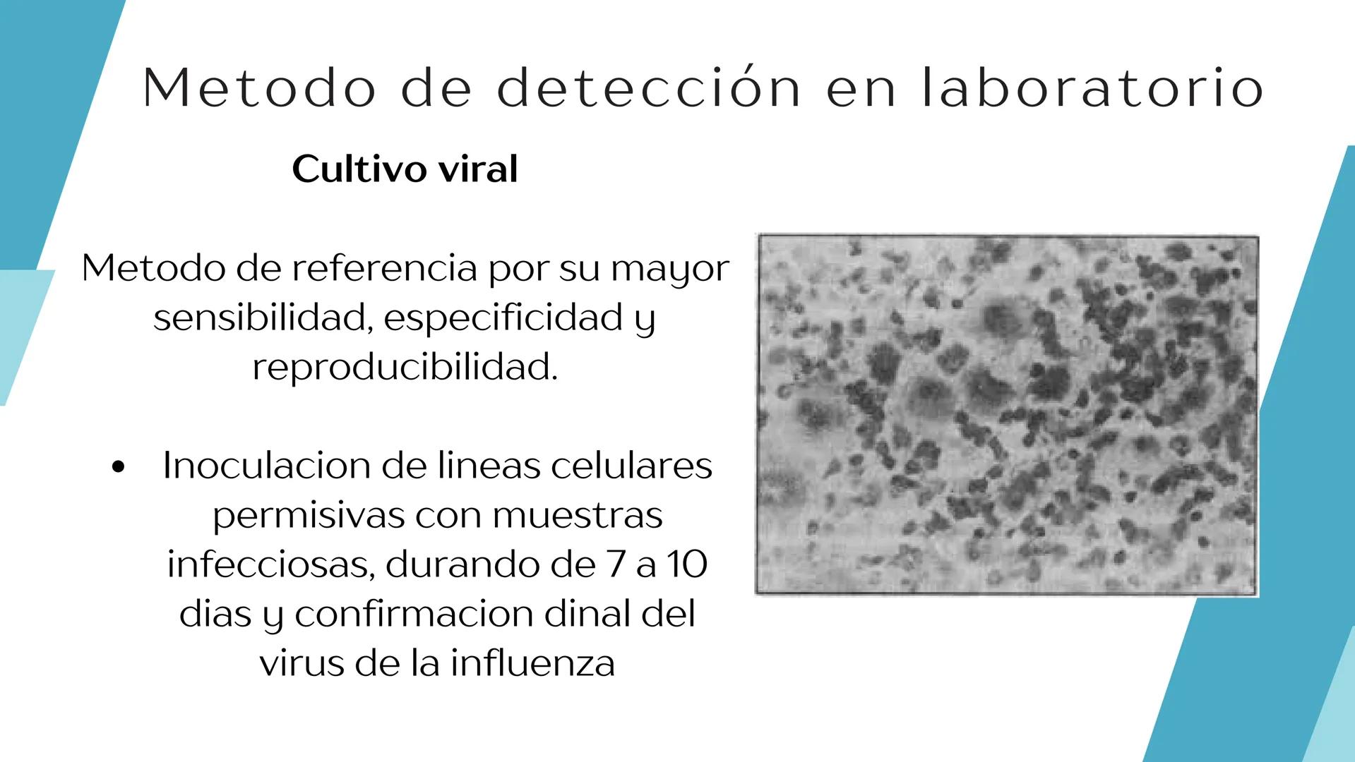 Virus de la
INFLUENZA Propiedades
microbiológicas
La influenza es causada por
virus de ARN pertenecientes a
la familia Orthomyxoviridae.
E
