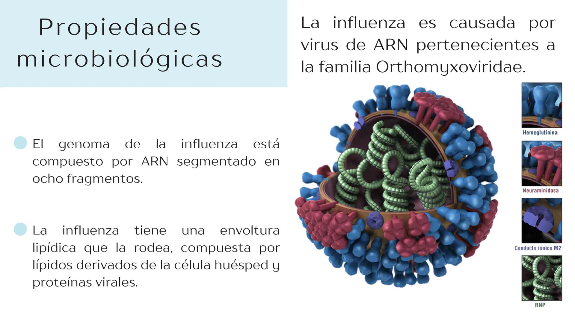 Virus de la
INFLUENZA Propiedades
microbiológicas
La influenza es causada por
virus de ARN pertenecientes a
la familia Orthomyxoviridae.
E