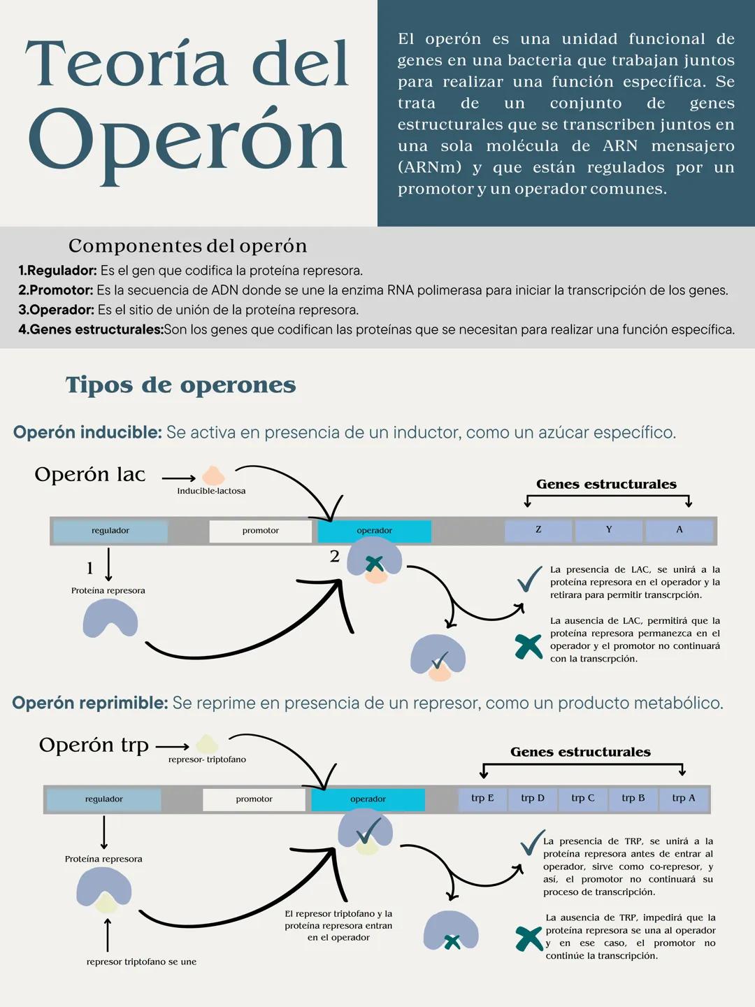 # Teoría del
# Operón
Componentes del operón
1.Regulador: Es el gen que codifica la proteína represora.
El operón es una unidad funcional