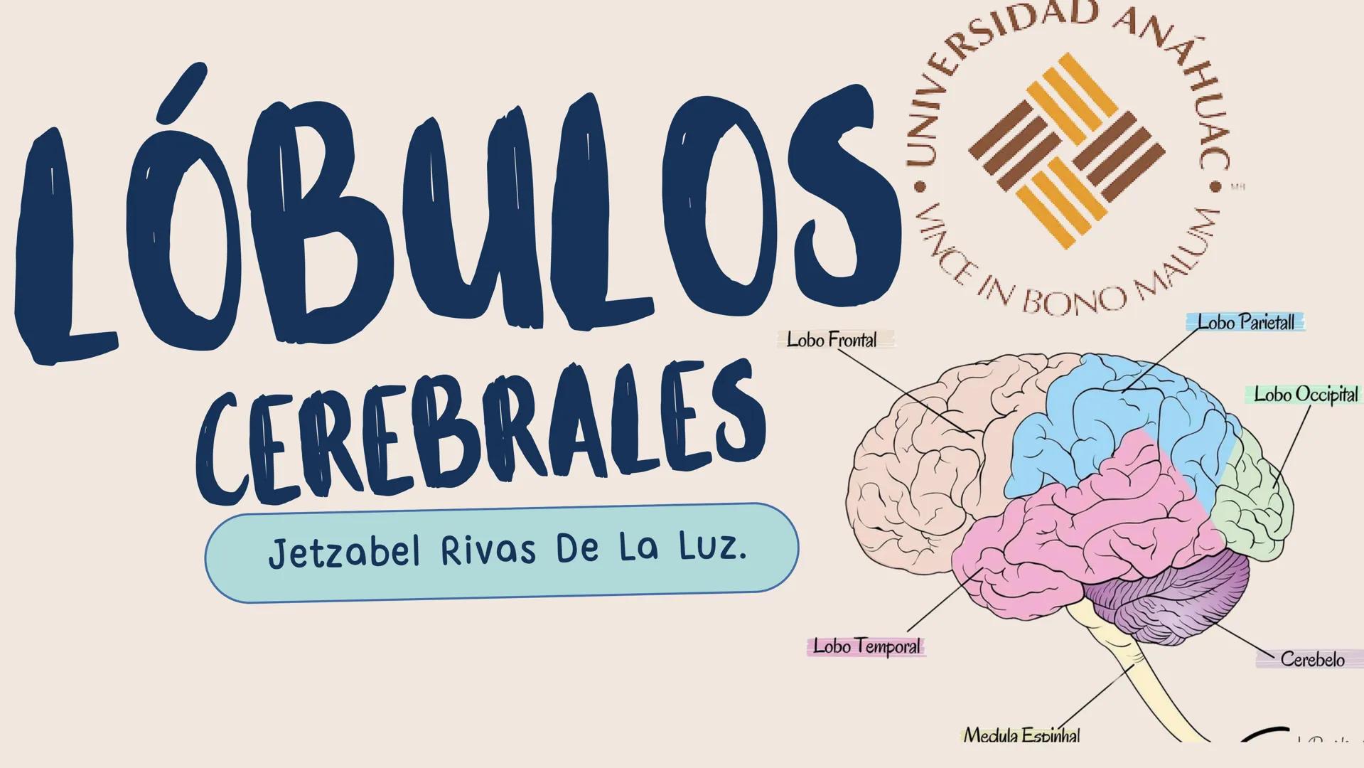 # LÓBULOS
CEREBRALES
Lobo Frontal
NIVERSIDAD ANA
า
VINCE IN BONO MALL
HUAC.
Lobo Parietall
Lobo Occipital
Jetzabel Rivas De La Luz.