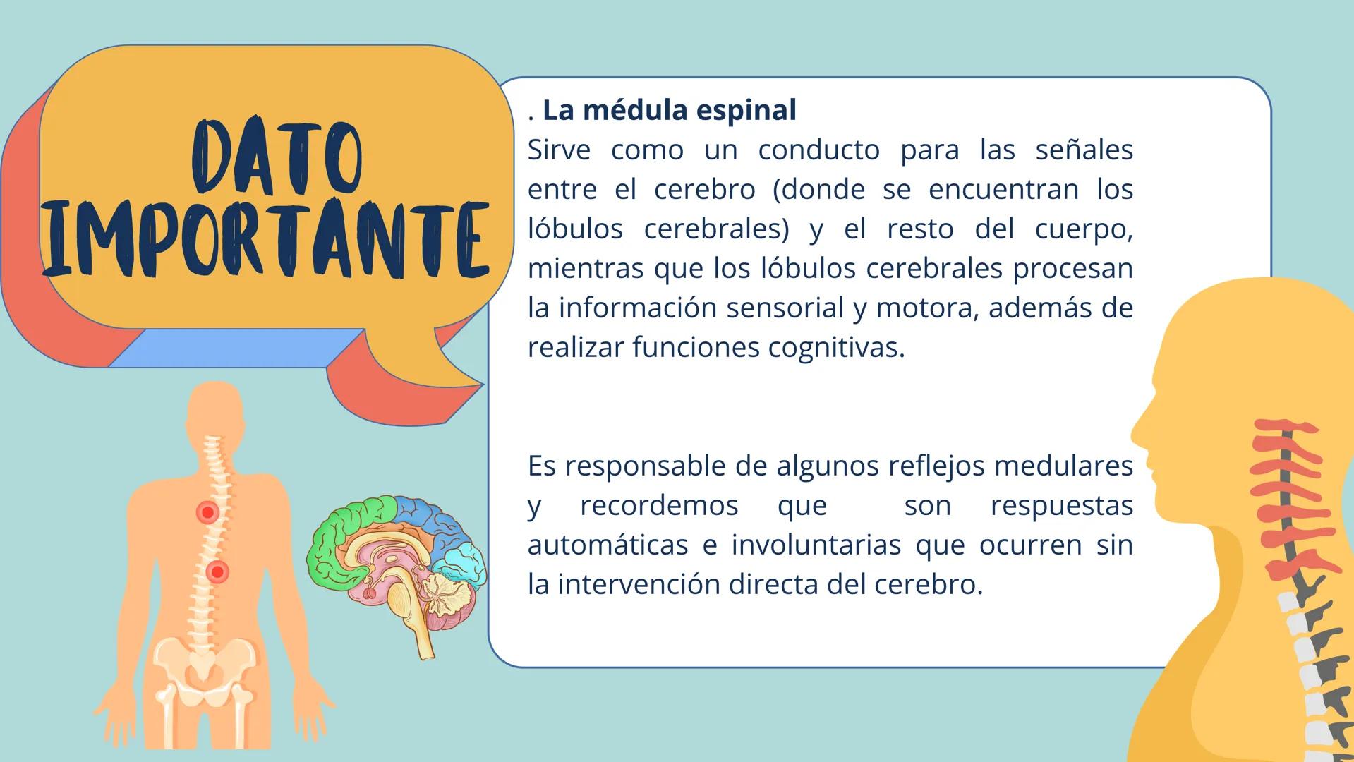 # LÓBULOS
CEREBRALES
Lobo Frontal
NIVERSIDAD ANA
า
VINCE IN BONO MALL
HUAC.
Lobo Parietall
Lobo Occipital
Jetzabel Rivas De La Luz.