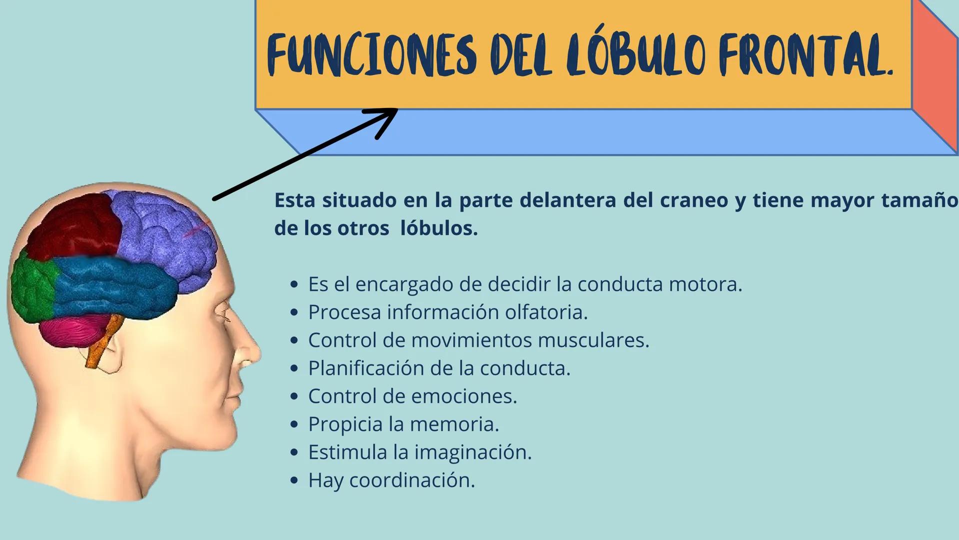 # LÓBULOS
CEREBRALES
Lobo Frontal
NIVERSIDAD ANA
า
VINCE IN BONO MALL
HUAC.
Lobo Parietall
Lobo Occipital
Jetzabel Rivas De La Luz.