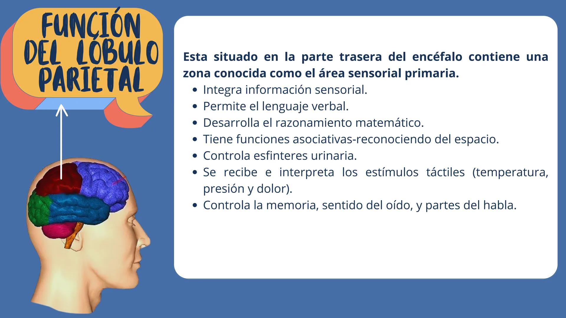 # LÓBULOS
CEREBRALES
Lobo Frontal
NIVERSIDAD ANA
า
VINCE IN BONO MALL
HUAC.
Lobo Parietall
Lobo Occipital
Jetzabel Rivas De La Luz.