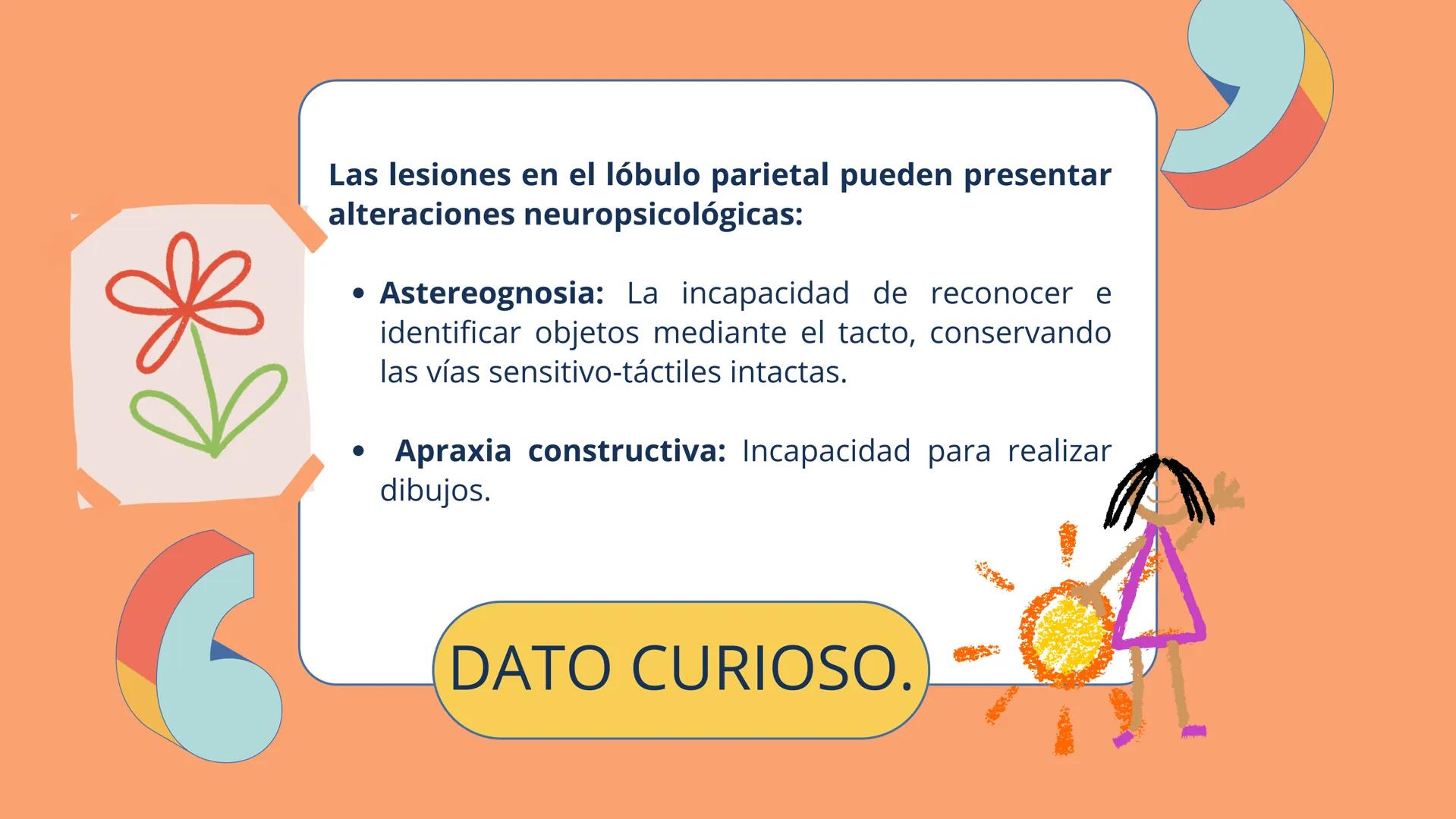 # LÓBULOS
CEREBRALES
Lobo Frontal
NIVERSIDAD ANA
า
VINCE IN BONO MALL
HUAC.
Lobo Parietall
Lobo Occipital
Jetzabel Rivas De La Luz.