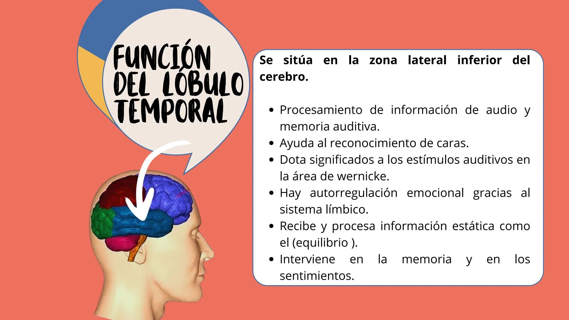 # LÓBULOS
CEREBRALES
Lobo Frontal
NIVERSIDAD ANA
า
VINCE IN BONO MALL
HUAC.
Lobo Parietall
Lobo Occipital
Jetzabel Rivas De La Luz.