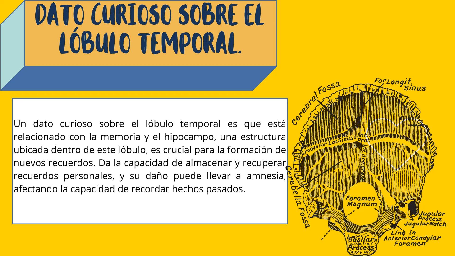 # LÓBULOS
CEREBRALES
Lobo Frontal
NIVERSIDAD ANA
า
VINCE IN BONO MALL
HUAC.
Lobo Parietall
Lobo Occipital
Jetzabel Rivas De La Luz.