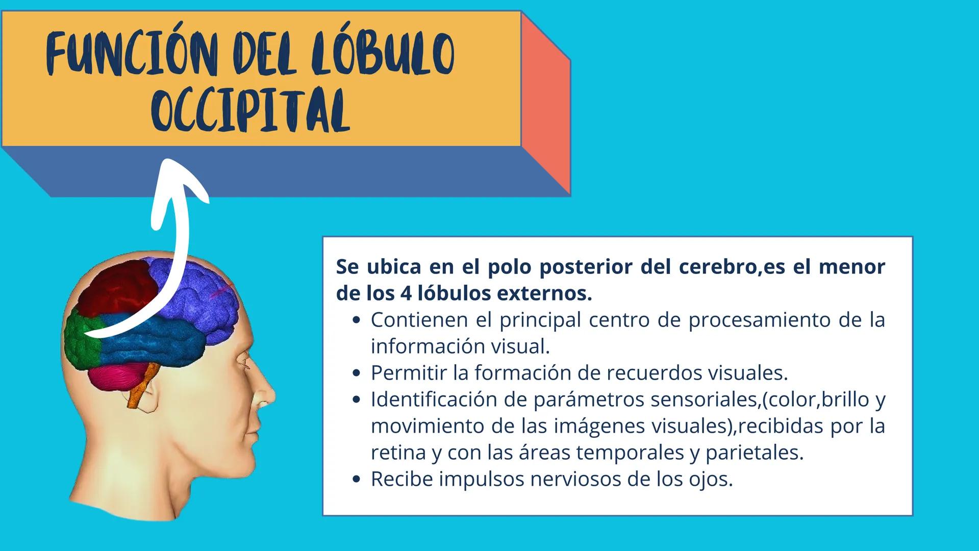 # LÓBULOS
CEREBRALES
Lobo Frontal
NIVERSIDAD ANA
า
VINCE IN BONO MALL
HUAC.
Lobo Parietall
Lobo Occipital
Jetzabel Rivas De La Luz.