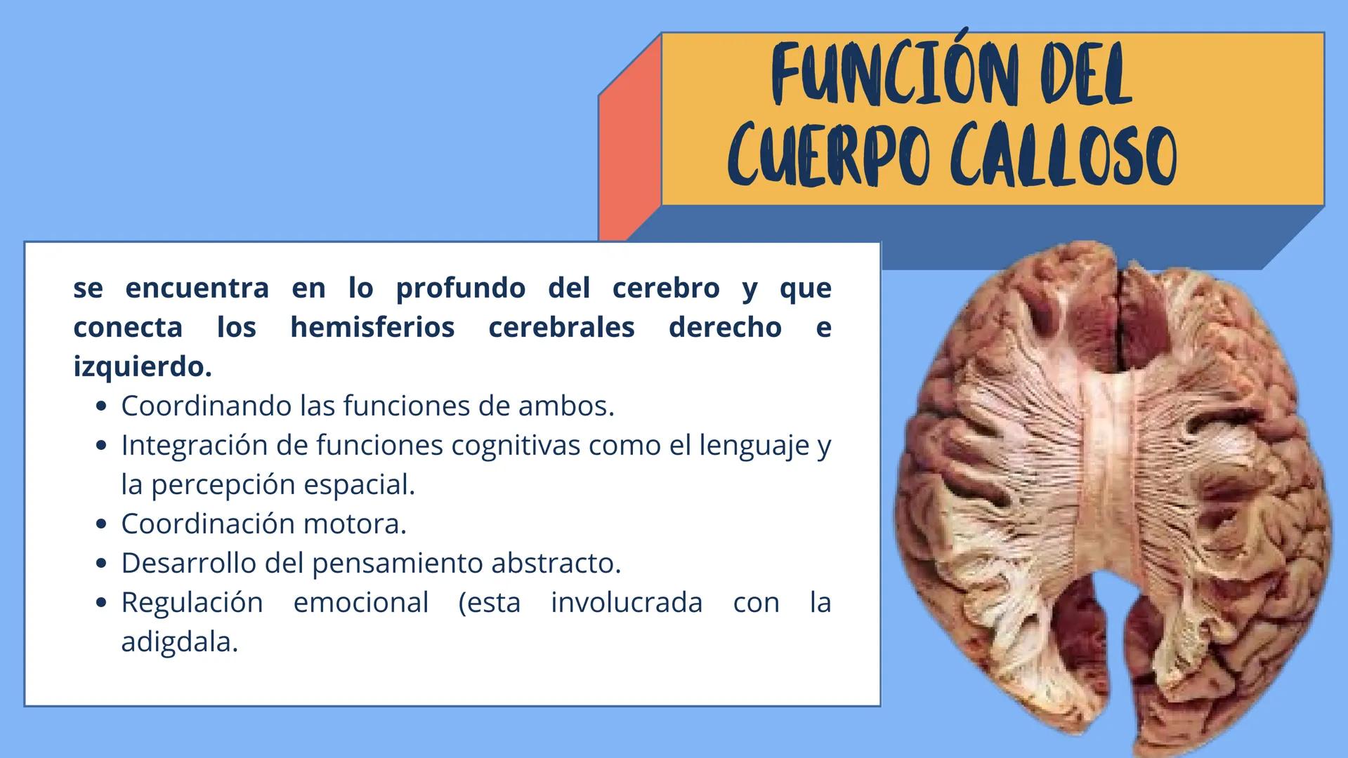 # LÓBULOS
CEREBRALES
Lobo Frontal
NIVERSIDAD ANA
า
VINCE IN BONO MALL
HUAC.
Lobo Parietall
Lobo Occipital
Jetzabel Rivas De La Luz.