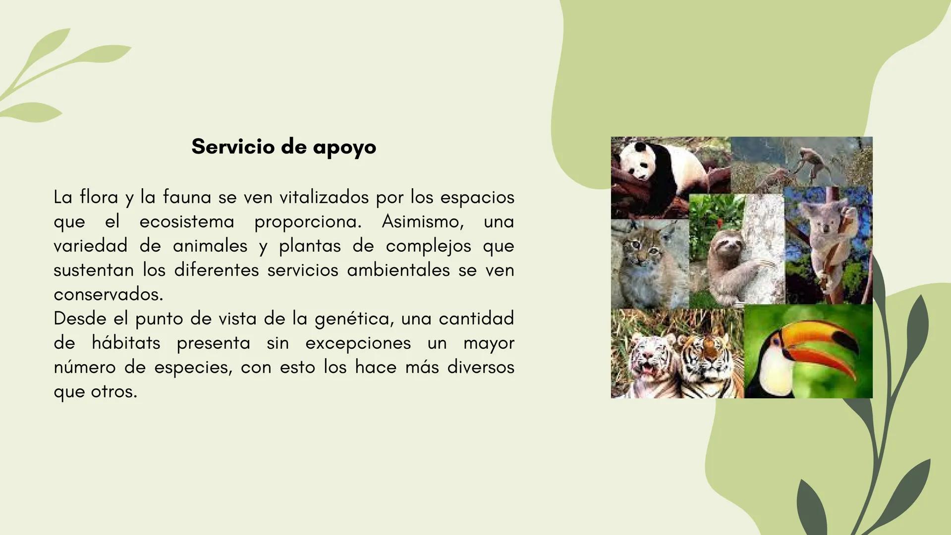 Bosques tropicales # Distribución de los bosques templados en México
Los bosques templados en México representan una parte significativa de