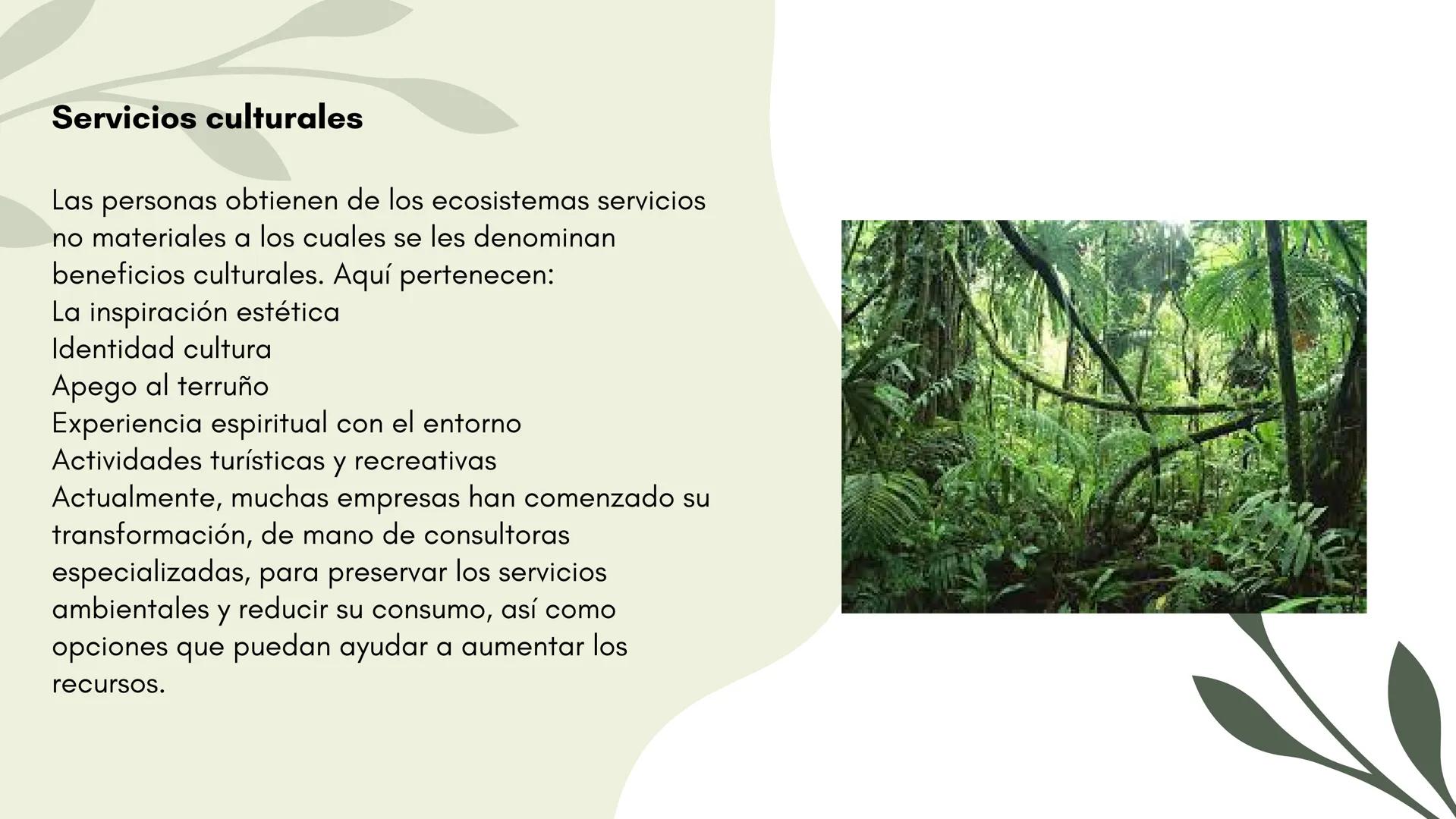 Bosques tropicales # Distribución de los bosques templados en México
Los bosques templados en México representan una parte significativa de