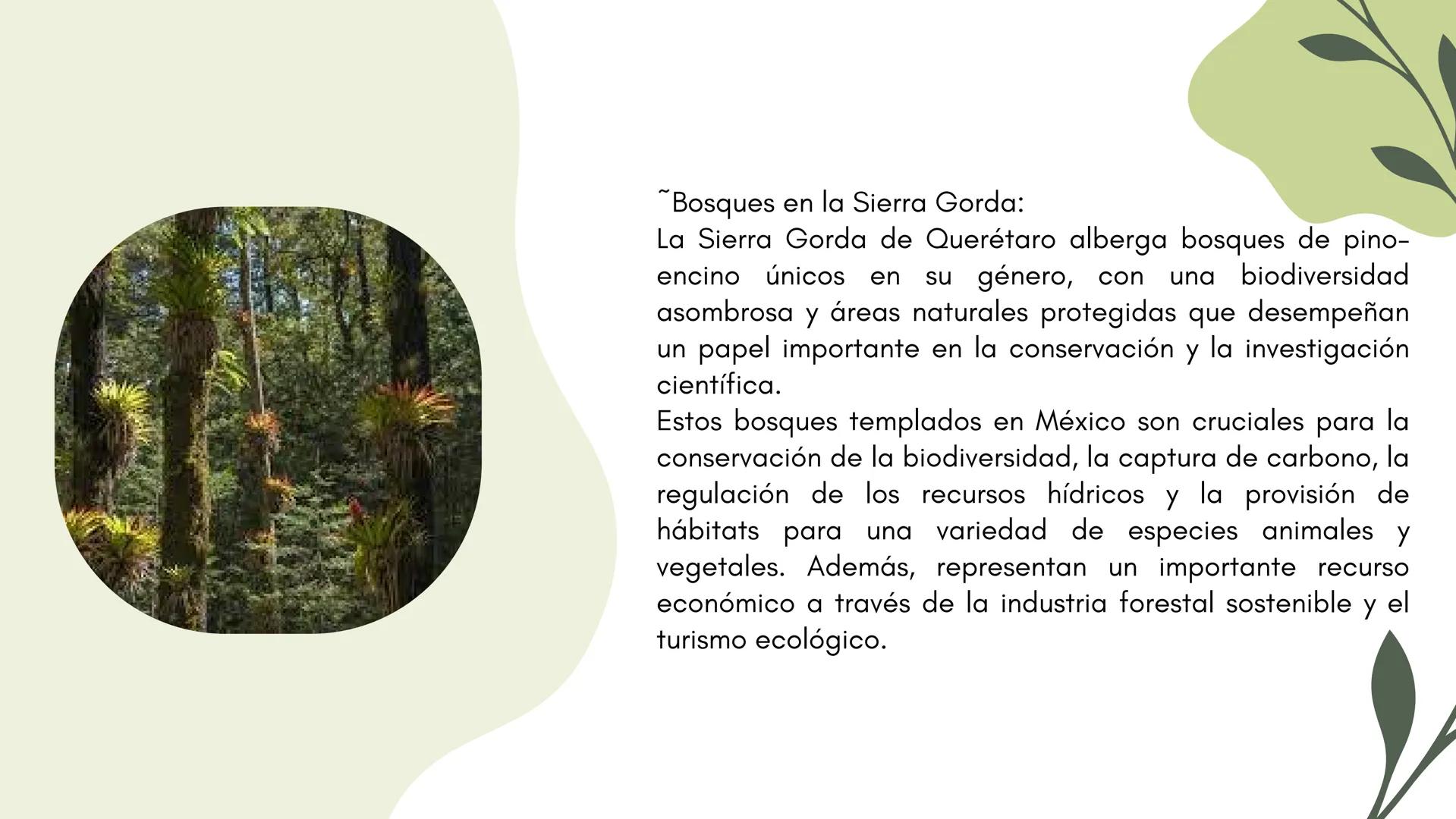 Bosques tropicales # Distribución de los bosques templados en México
Los bosques templados en México representan una parte significativa de