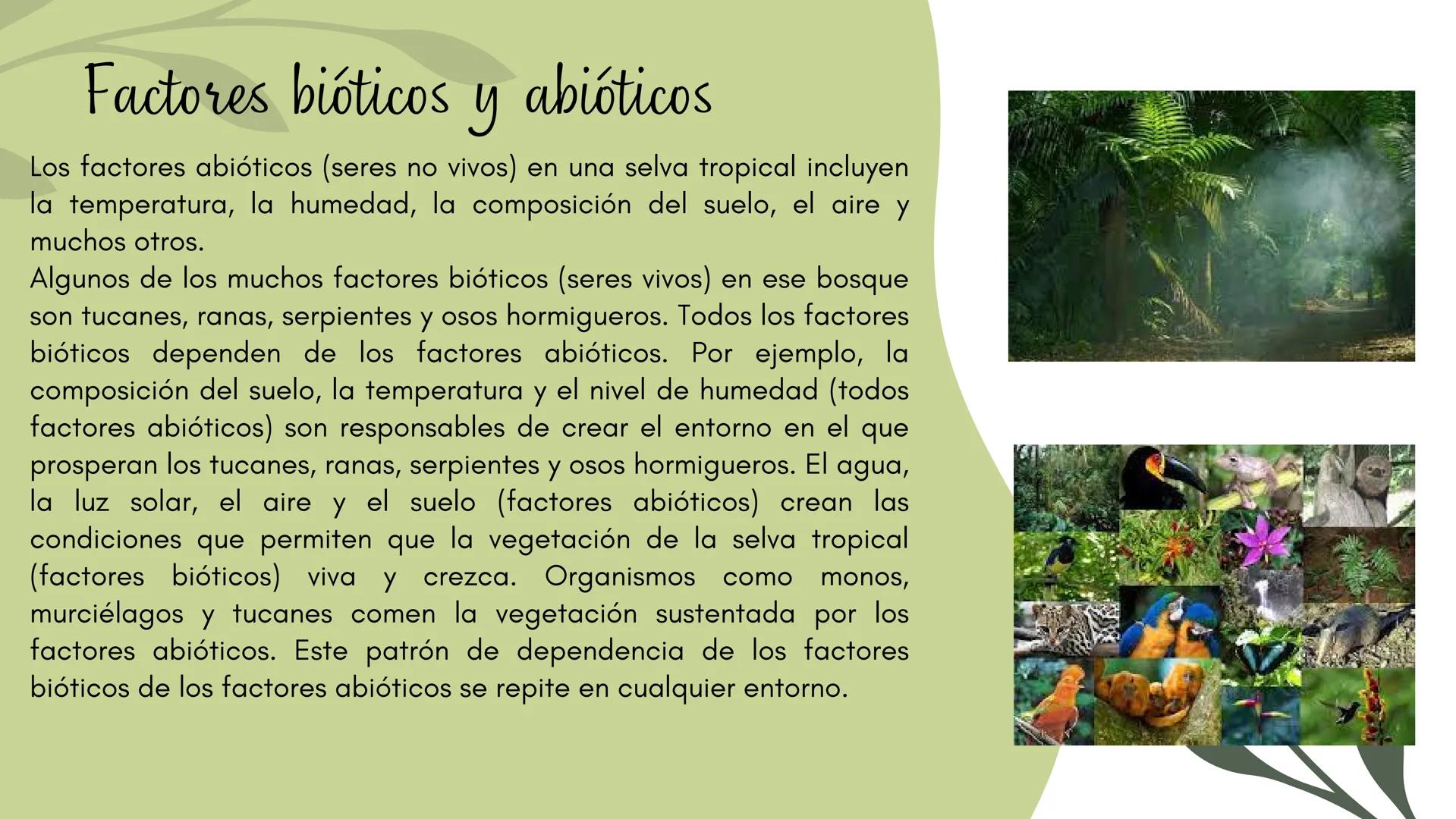 Bosques tropicales # Distribución de los bosques templados en México
Los bosques templados en México representan una parte significativa de