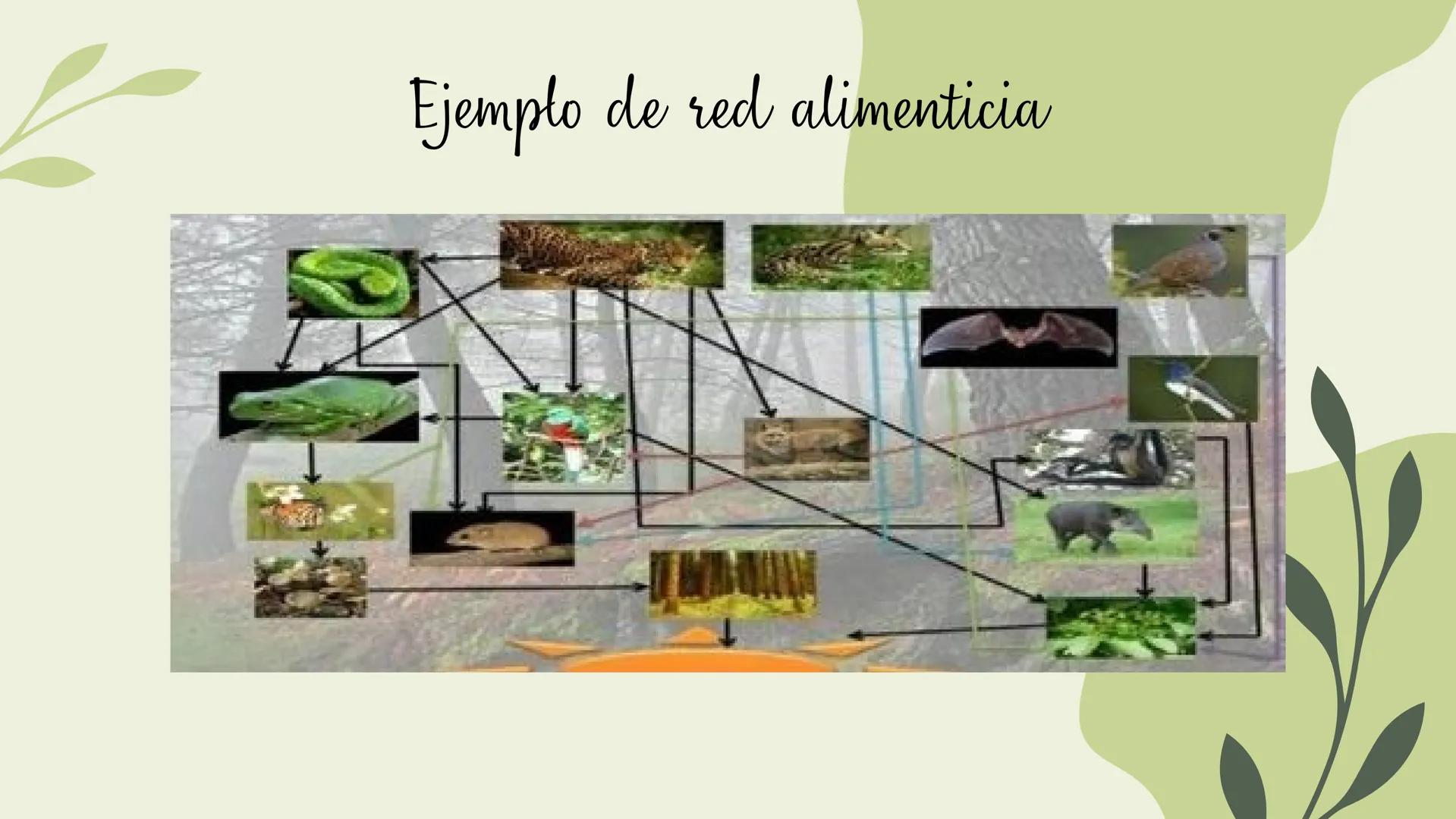 Bosques tropicales # Distribución de los bosques templados en México
Los bosques templados en México representan una parte significativa de