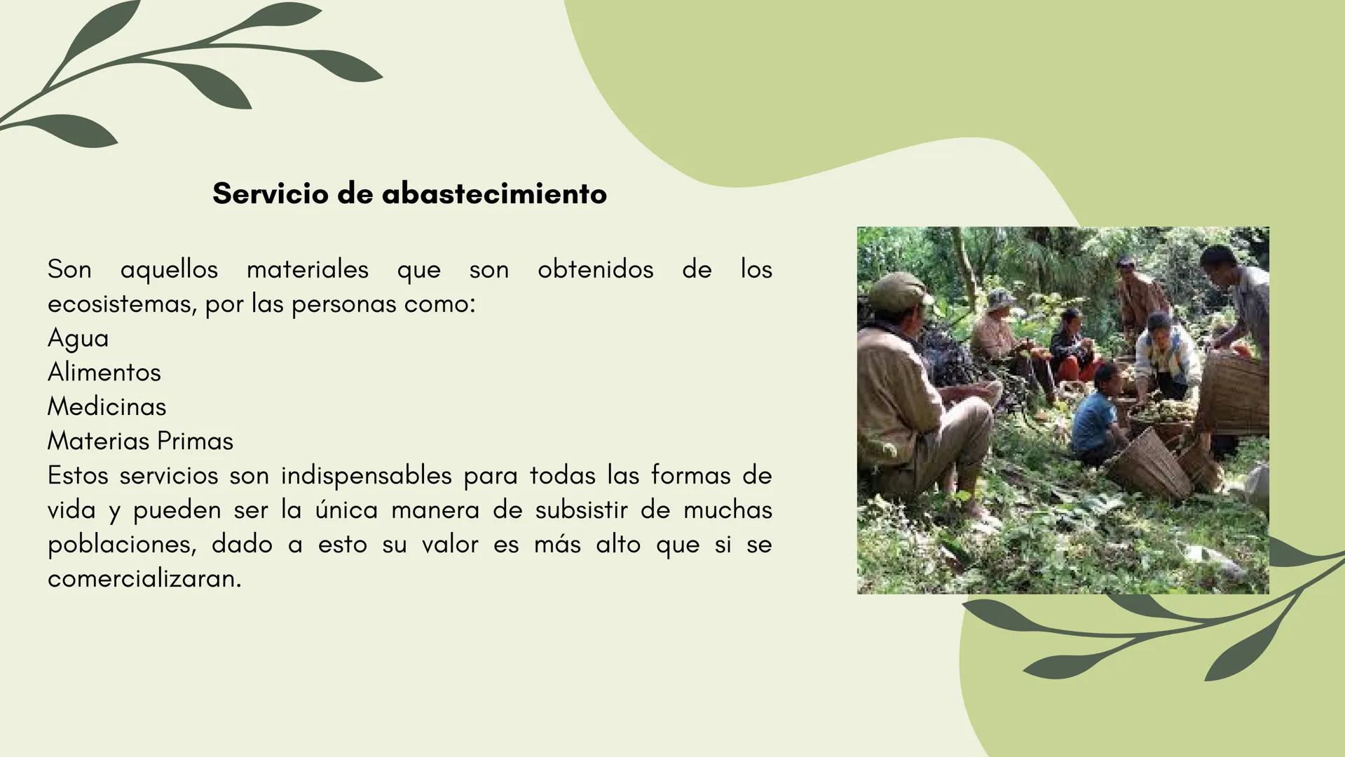 Bosques tropicales # Distribución de los bosques templados en México
Los bosques templados en México representan una parte significativa de