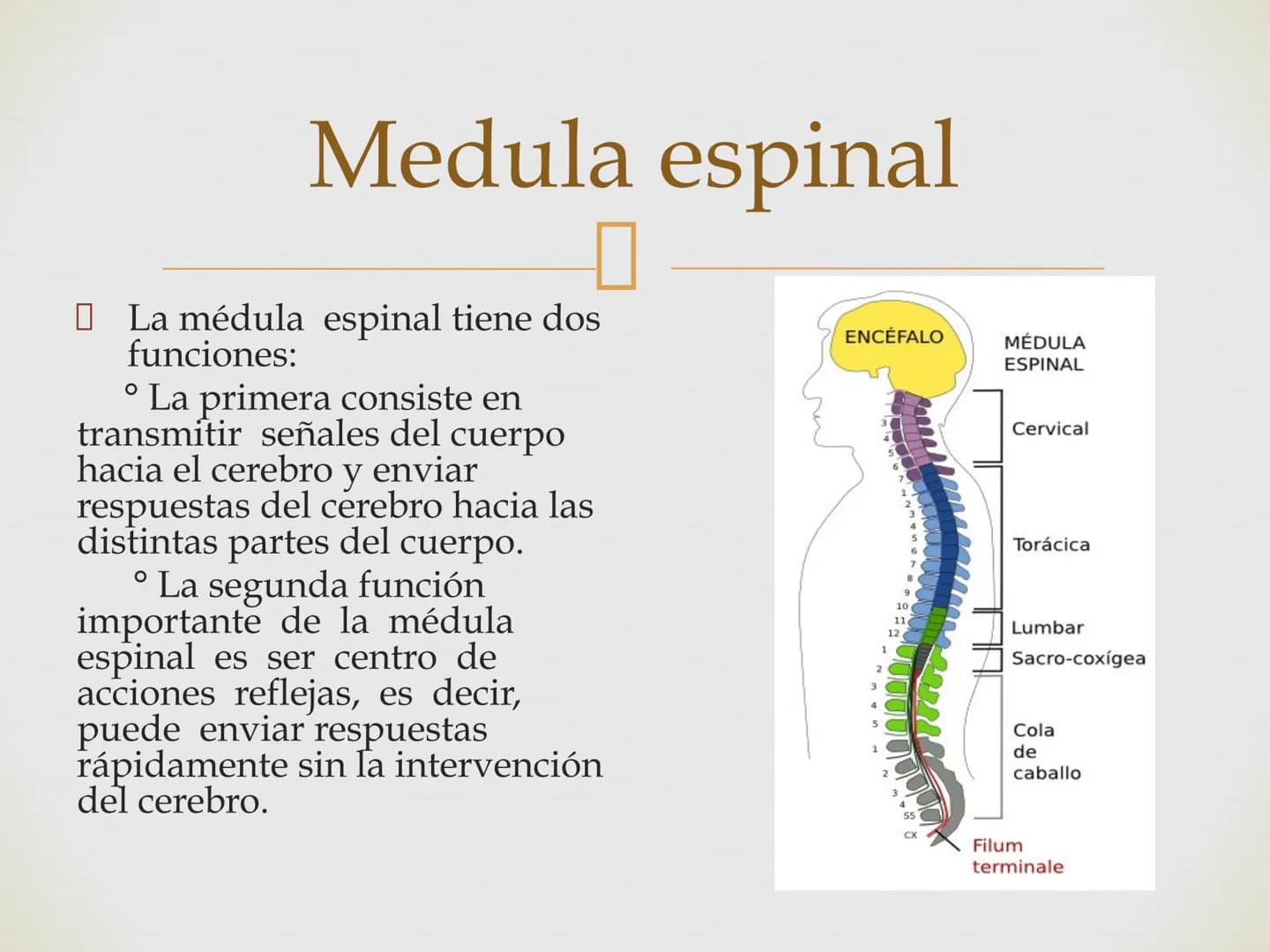 # SISTEMA NERVIOSO
Cerebro
Sistema nervioso
Médula espinal
Tronco cerebral
Nervios cervicales
Nervios torácicos
Nervio radial
Nervios lum