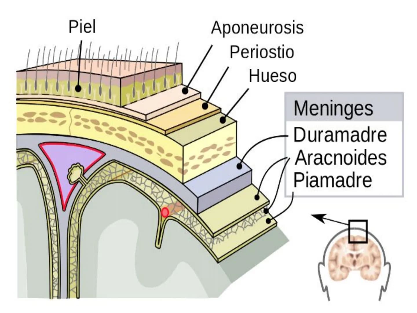 # SISTEMA NERVIOSO
Cerebro
Sistema nervioso
Médula espinal
Tronco cerebral
Nervios cervicales
Nervios torácicos
Nervio radial
Nervios lum