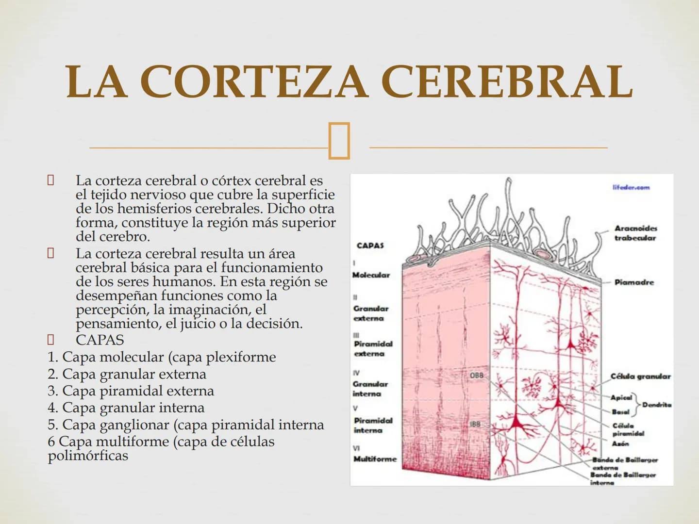 # SISTEMA NERVIOSO
Cerebro
Sistema nervioso
Médula espinal
Tronco cerebral
Nervios cervicales
Nervios torácicos
Nervio radial
Nervios lum