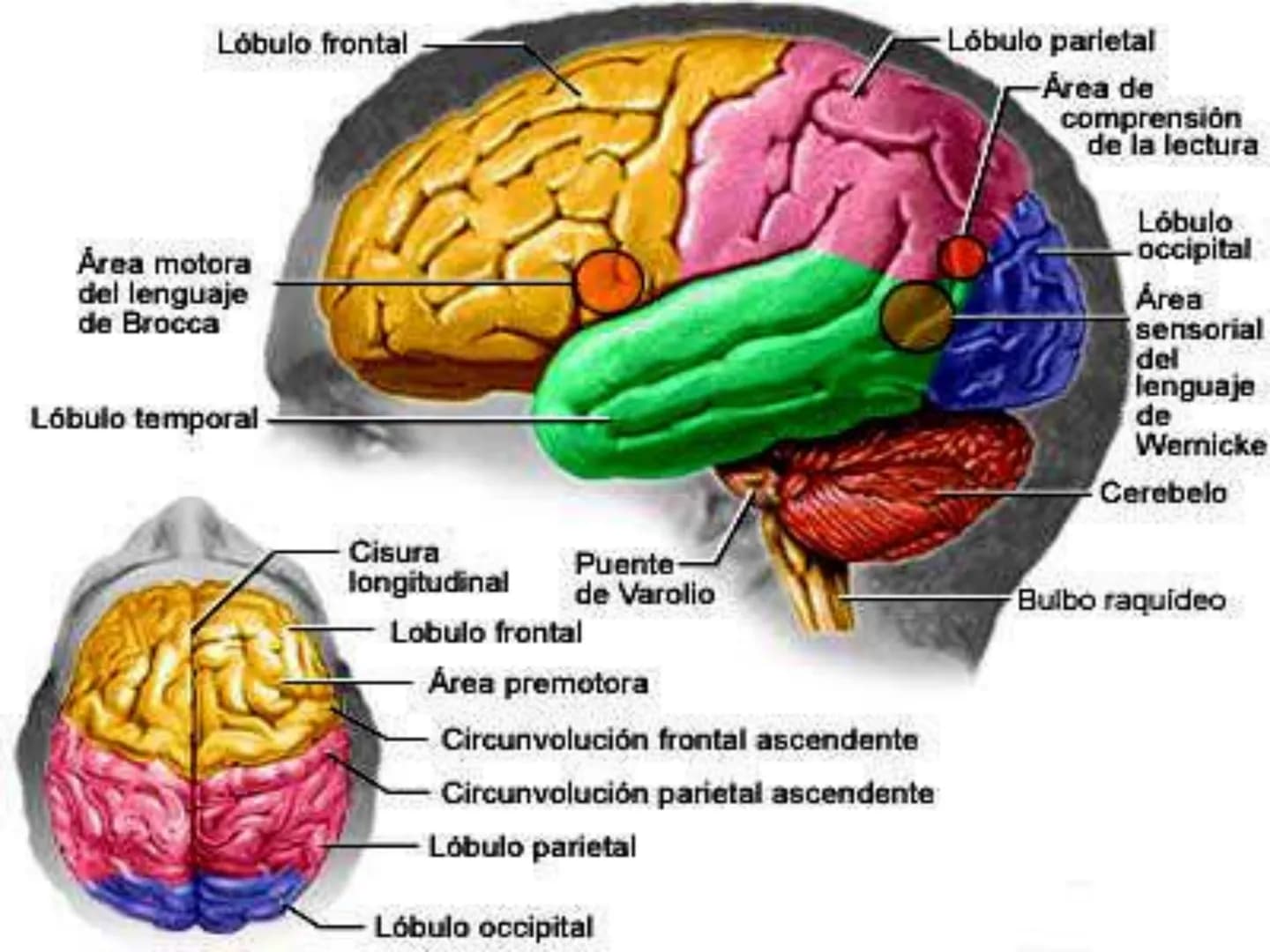 # SISTEMA NERVIOSO
Cerebro
Sistema nervioso
Médula espinal
Tronco cerebral
Nervios cervicales
Nervios torácicos
Nervio radial
Nervios lum