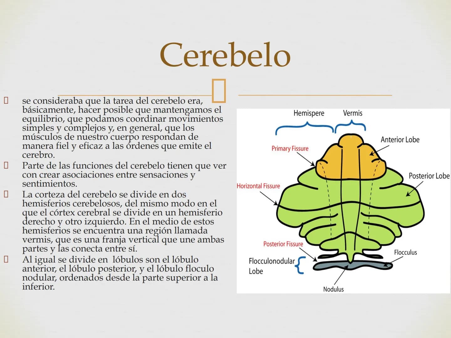# SISTEMA NERVIOSO
Cerebro
Sistema nervioso
Médula espinal
Tronco cerebral
Nervios cervicales
Nervios torácicos
Nervio radial
Nervios lum