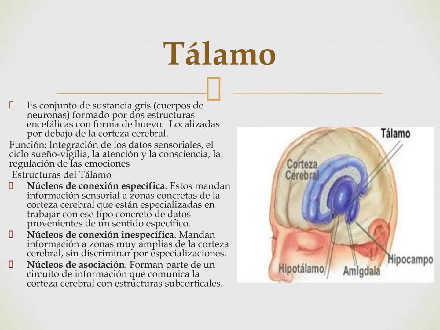 # SISTEMA NERVIOSO
Cerebro
Sistema nervioso
Médula espinal
Tronco cerebral
Nervios cervicales
Nervios torácicos
Nervio radial
Nervios lum