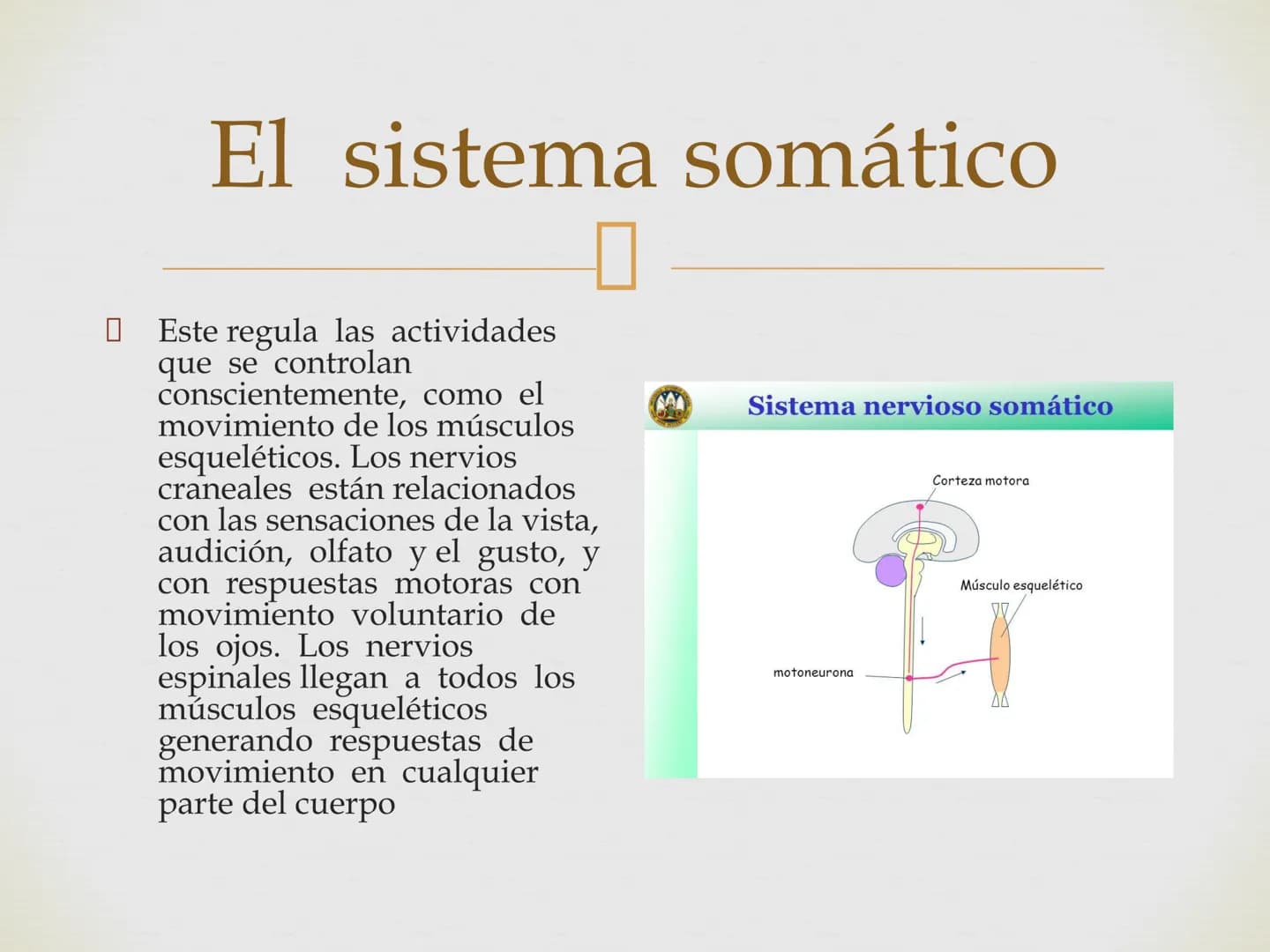 # SISTEMA NERVIOSO
Cerebro
Sistema nervioso
Médula espinal
Tronco cerebral
Nervios cervicales
Nervios torácicos
Nervio radial
Nervios lum