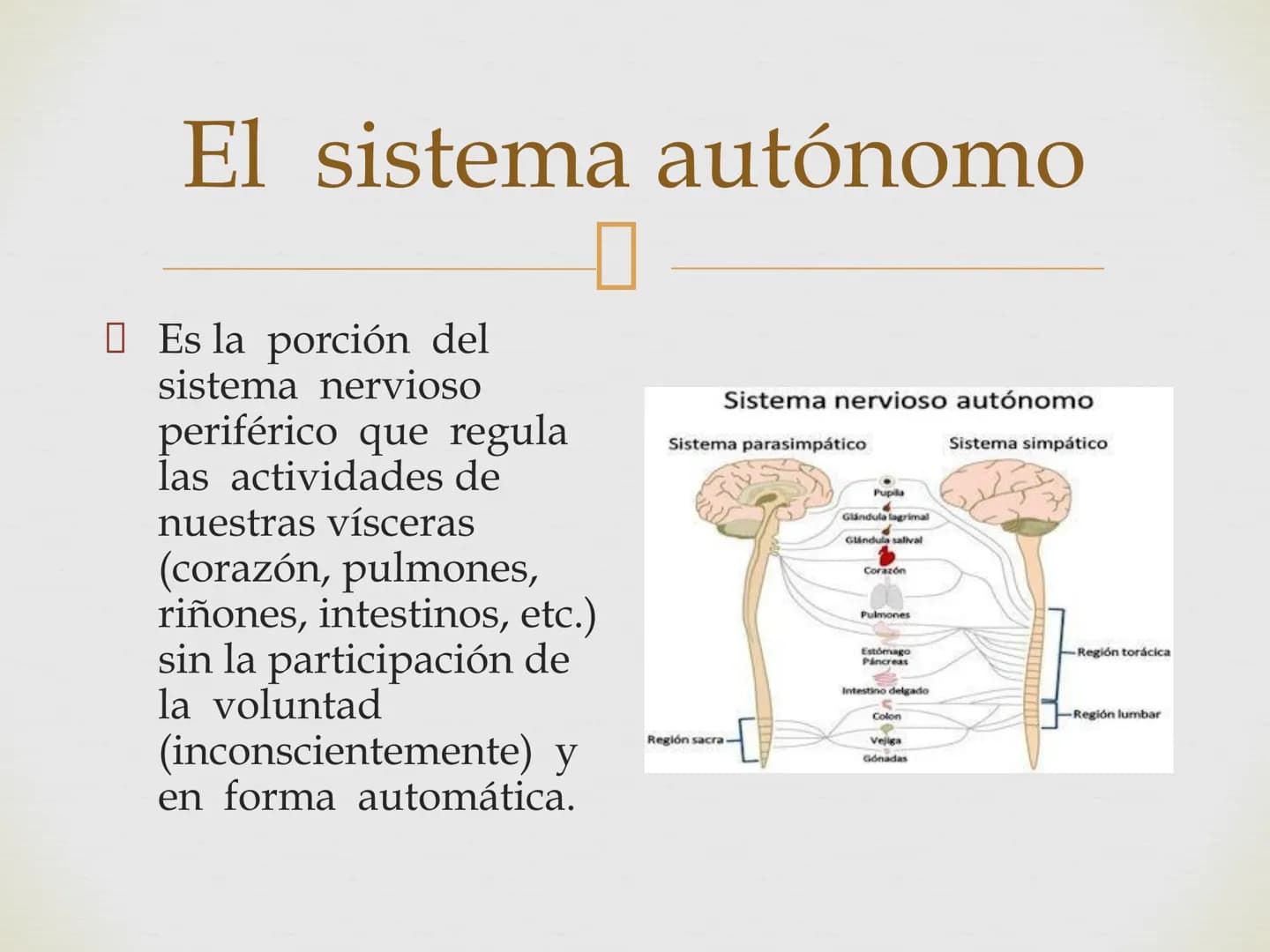 # SISTEMA NERVIOSO
Cerebro
Sistema nervioso
Médula espinal
Tronco cerebral
Nervios cervicales
Nervios torácicos
Nervio radial
Nervios lum