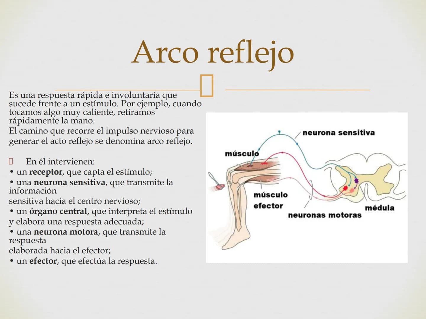 # SISTEMA NERVIOSO
Cerebro
Sistema nervioso
Médula espinal
Tronco cerebral
Nervios cervicales
Nervios torácicos
Nervio radial
Nervios lum
