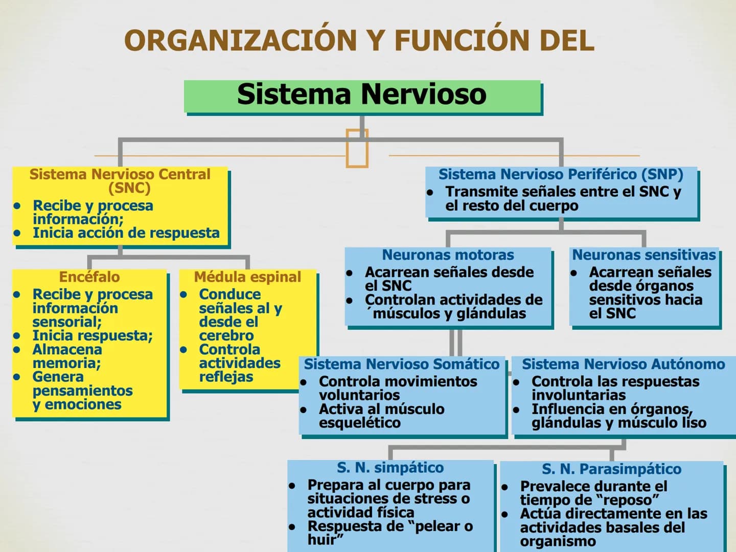# SISTEMA NERVIOSO
Cerebro
Sistema nervioso
Médula espinal
Tronco cerebral
Nervios cervicales
Nervios torácicos
Nervio radial
Nervios lum