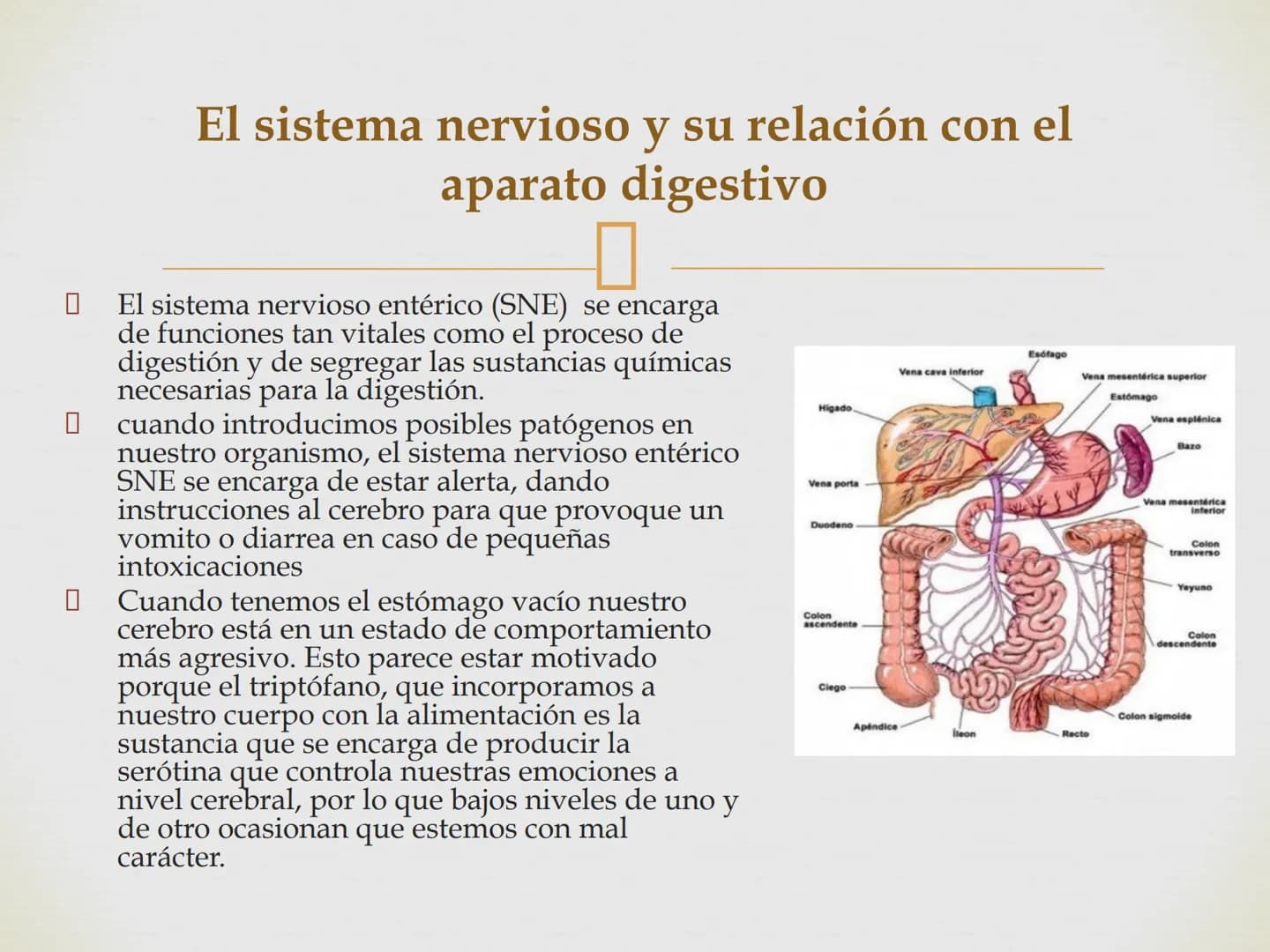# SISTEMA NERVIOSO
Cerebro
Sistema nervioso
Médula espinal
Tronco cerebral
Nervios cervicales
Nervios torácicos
Nervio radial
Nervios lum
