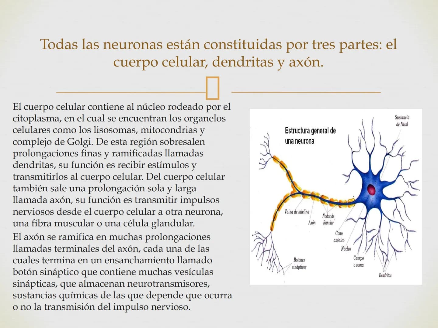 # SISTEMA NERVIOSO
Cerebro
Sistema nervioso
Médula espinal
Tronco cerebral
Nervios cervicales
Nervios torácicos
Nervio radial
Nervios lum