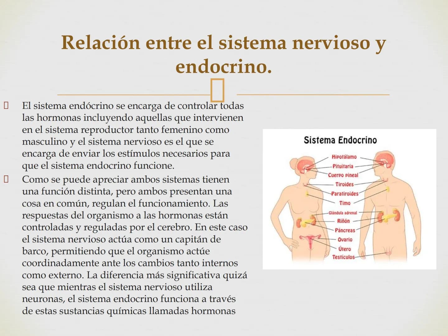 # SISTEMA NERVIOSO
Cerebro
Sistema nervioso
Médula espinal
Tronco cerebral
Nervios cervicales
Nervios torácicos
Nervio radial
Nervios lum