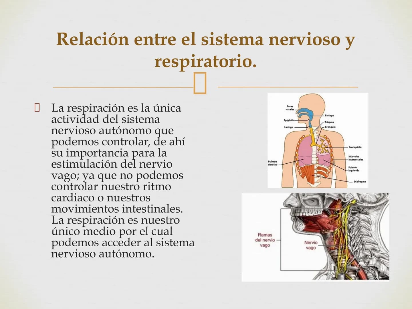 # SISTEMA NERVIOSO
Cerebro
Sistema nervioso
Médula espinal
Tronco cerebral
Nervios cervicales
Nervios torácicos
Nervio radial
Nervios lum