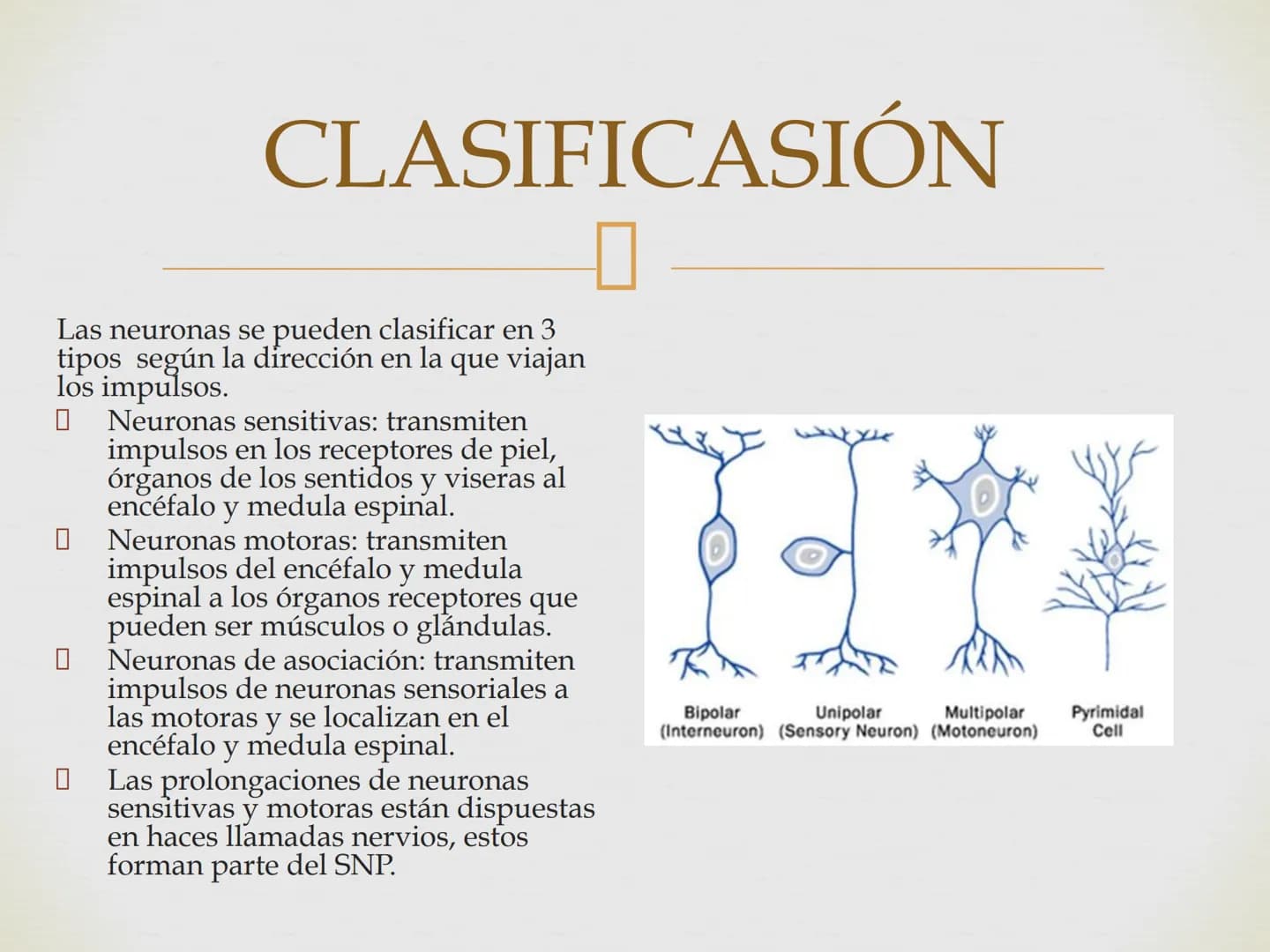 # SISTEMA NERVIOSO
Cerebro
Sistema nervioso
Médula espinal
Tronco cerebral
Nervios cervicales
Nervios torácicos
Nervio radial
Nervios lum