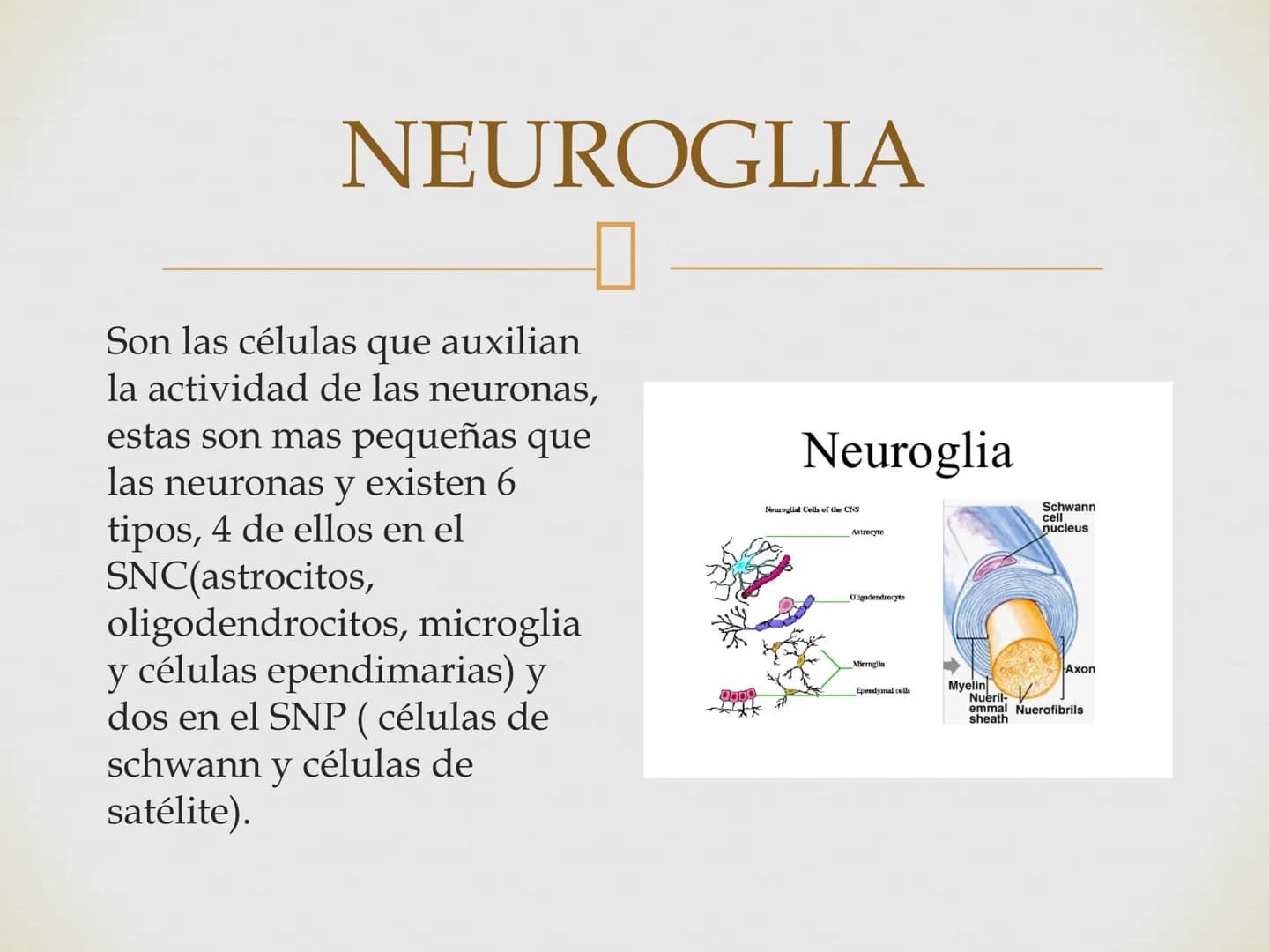 # SISTEMA NERVIOSO
Cerebro
Sistema nervioso
Médula espinal
Tronco cerebral
Nervios cervicales
Nervios torácicos
Nervio radial
Nervios lum