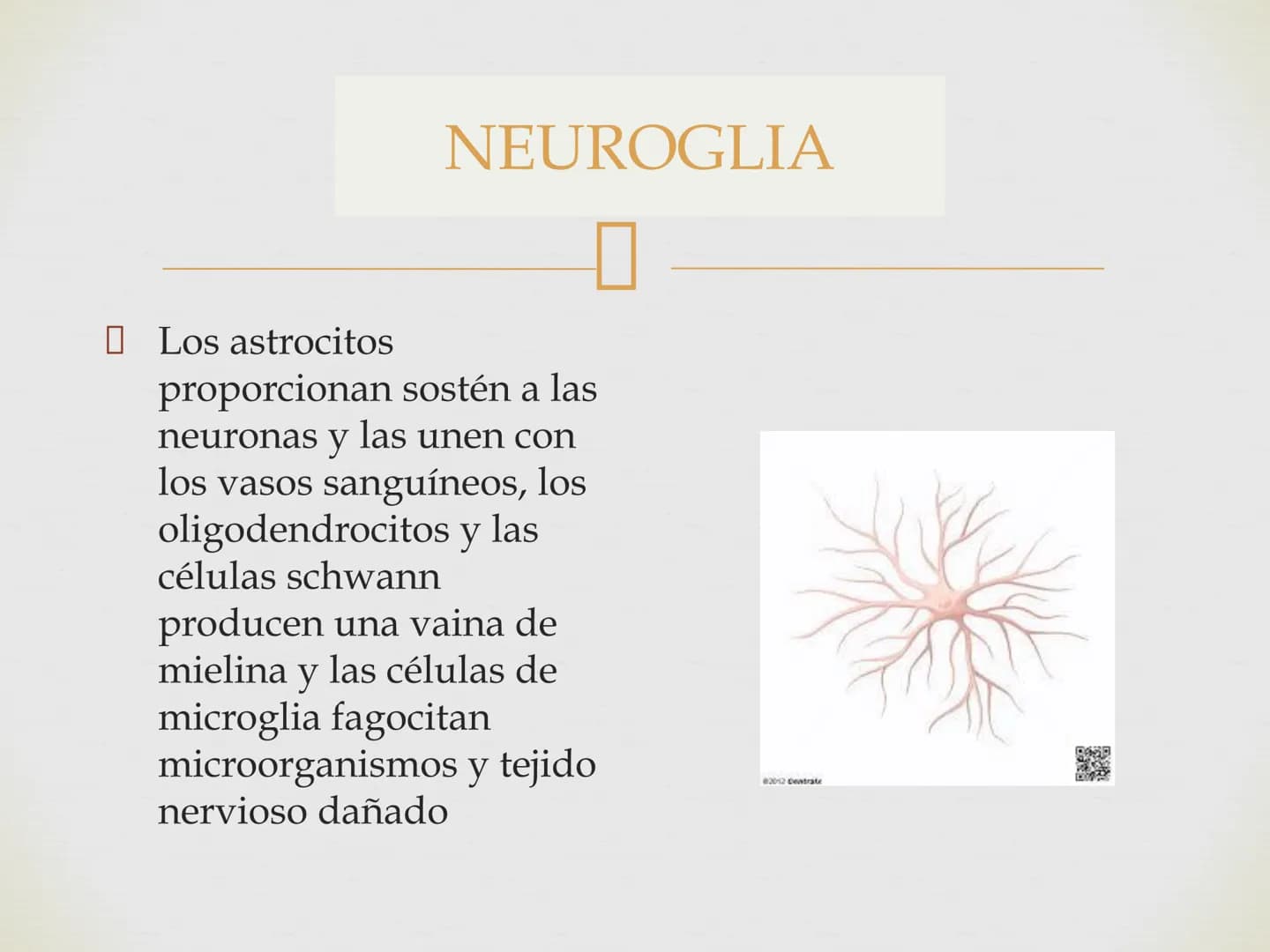 # SISTEMA NERVIOSO
Cerebro
Sistema nervioso
Médula espinal
Tronco cerebral
Nervios cervicales
Nervios torácicos
Nervio radial
Nervios lum