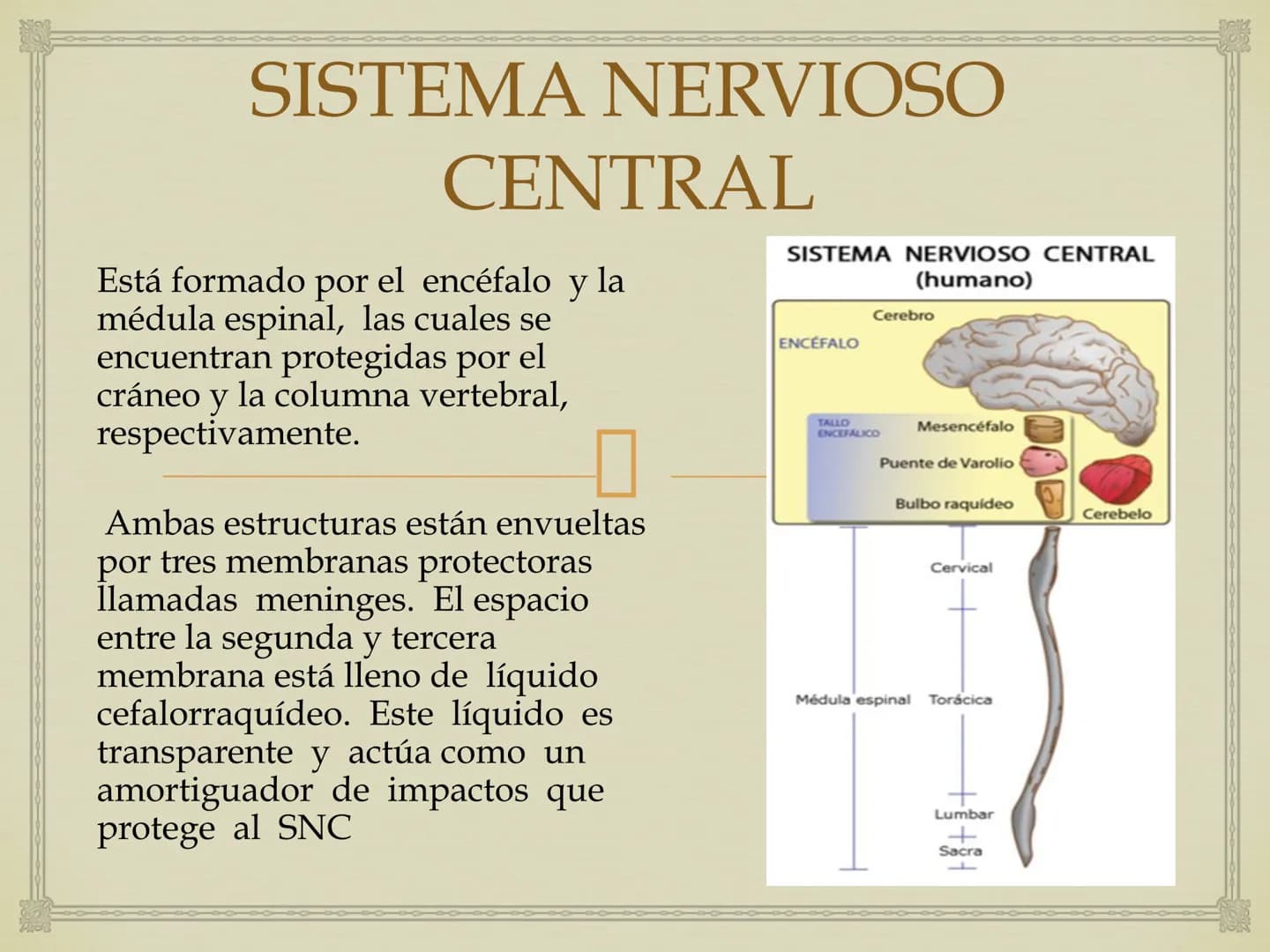 # SISTEMA NERVIOSO
Cerebro
Sistema nervioso
Médula espinal
Tronco cerebral
Nervios cervicales
Nervios torácicos
Nervio radial
Nervios lum