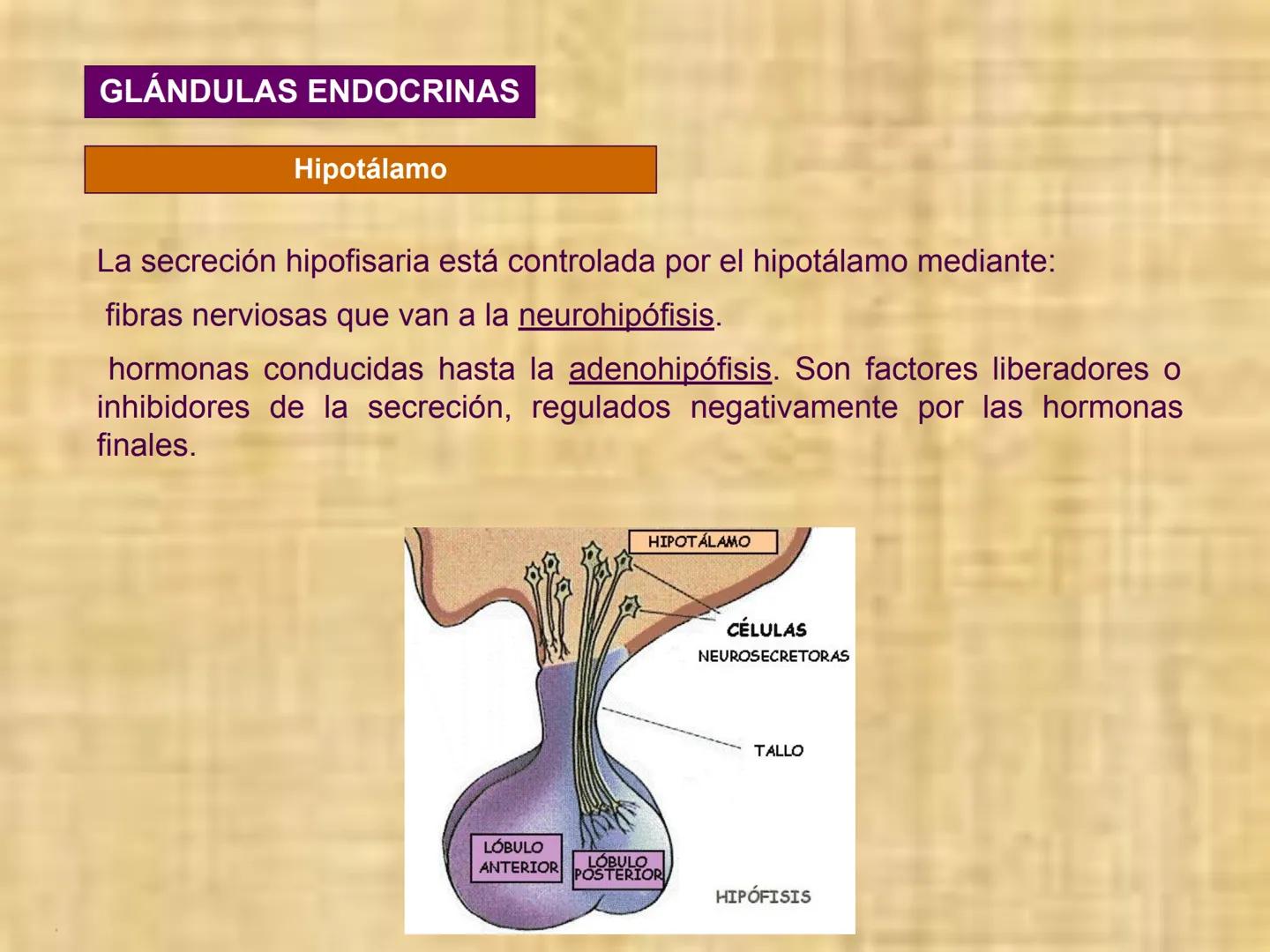 # Sistema endocrino # TÍPOS DE GLÁNDULAS
En nuestro organismo existen tres tipos de glándulas:
Glándulas exocrinas: Vierten su contenido a