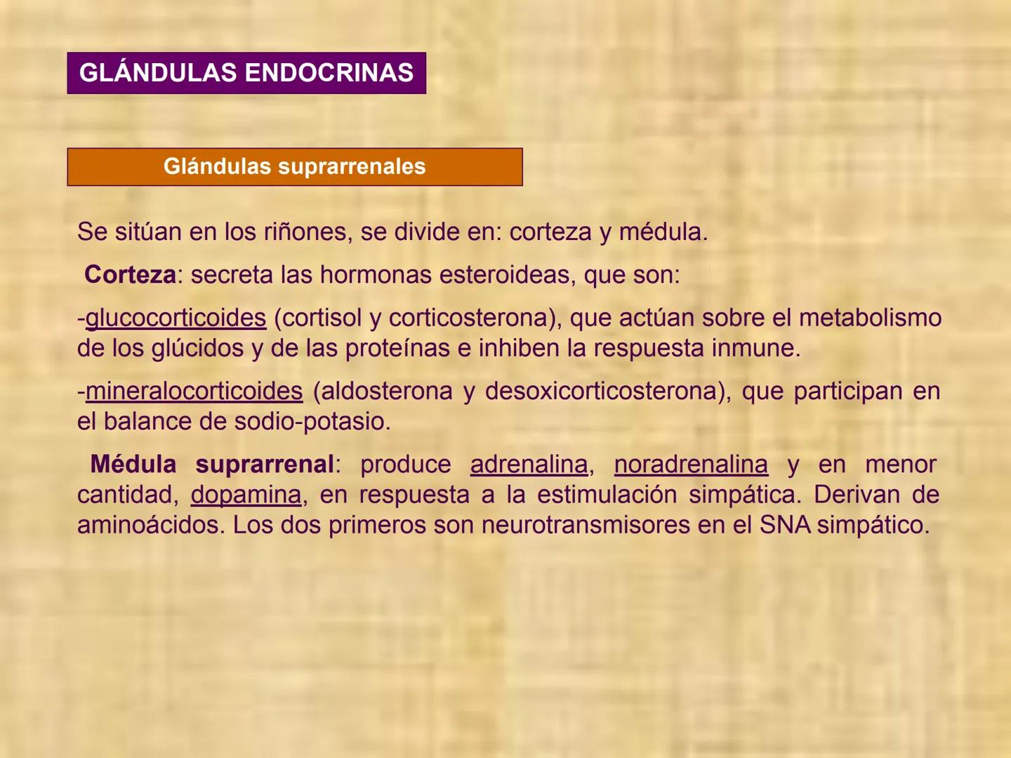 # Sistema endocrino # TÍPOS DE GLÁNDULAS
En nuestro organismo existen tres tipos de glándulas:
Glándulas exocrinas: Vierten su contenido a