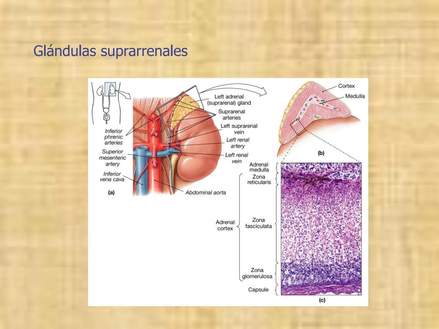 # Sistema endocrino # TÍPOS DE GLÁNDULAS
En nuestro organismo existen tres tipos de glándulas:
Glándulas exocrinas: Vierten su contenido a