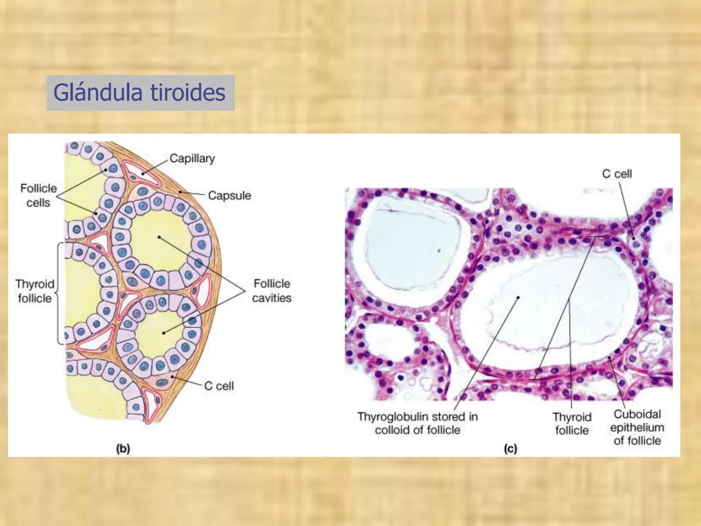 # Sistema endocrino # TÍPOS DE GLÁNDULAS
En nuestro organismo existen tres tipos de glándulas:
Glándulas exocrinas: Vierten su contenido a